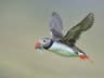Atlantic Puffin | Birdfact