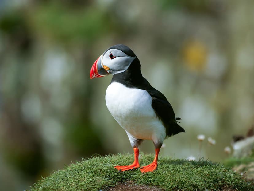 molting in birds | Birdfact