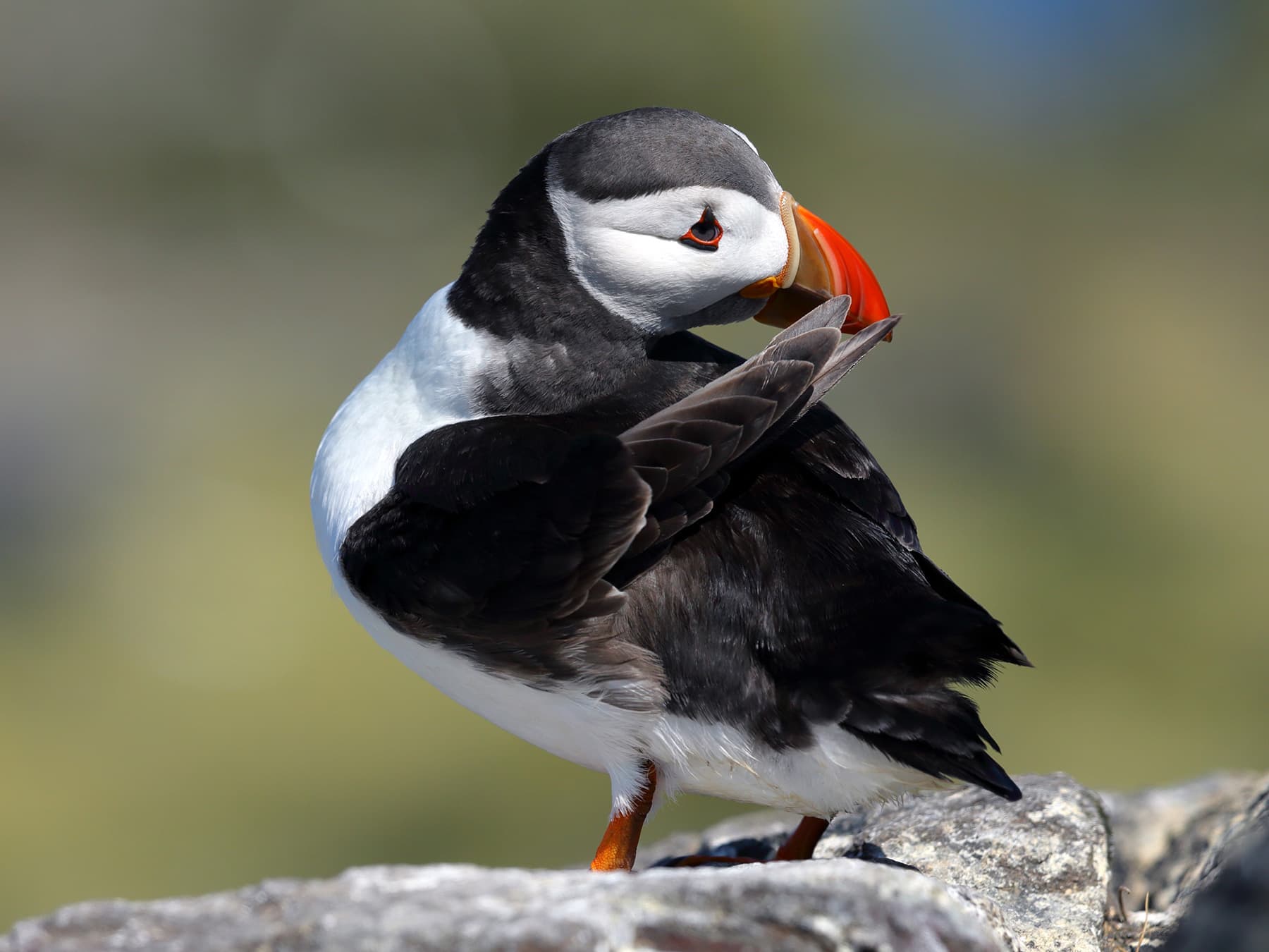Puffin preening itself