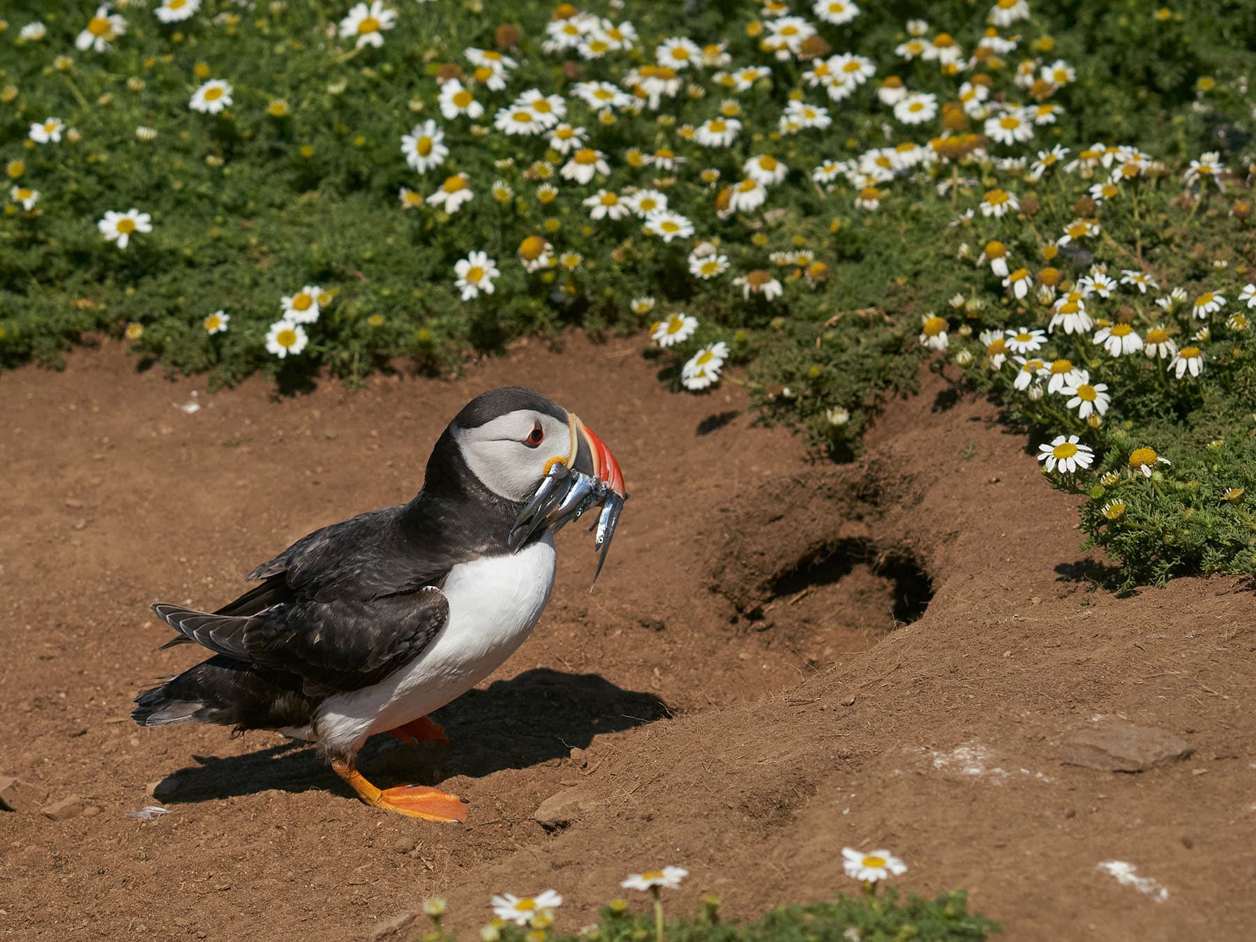 Puffin returning to nest