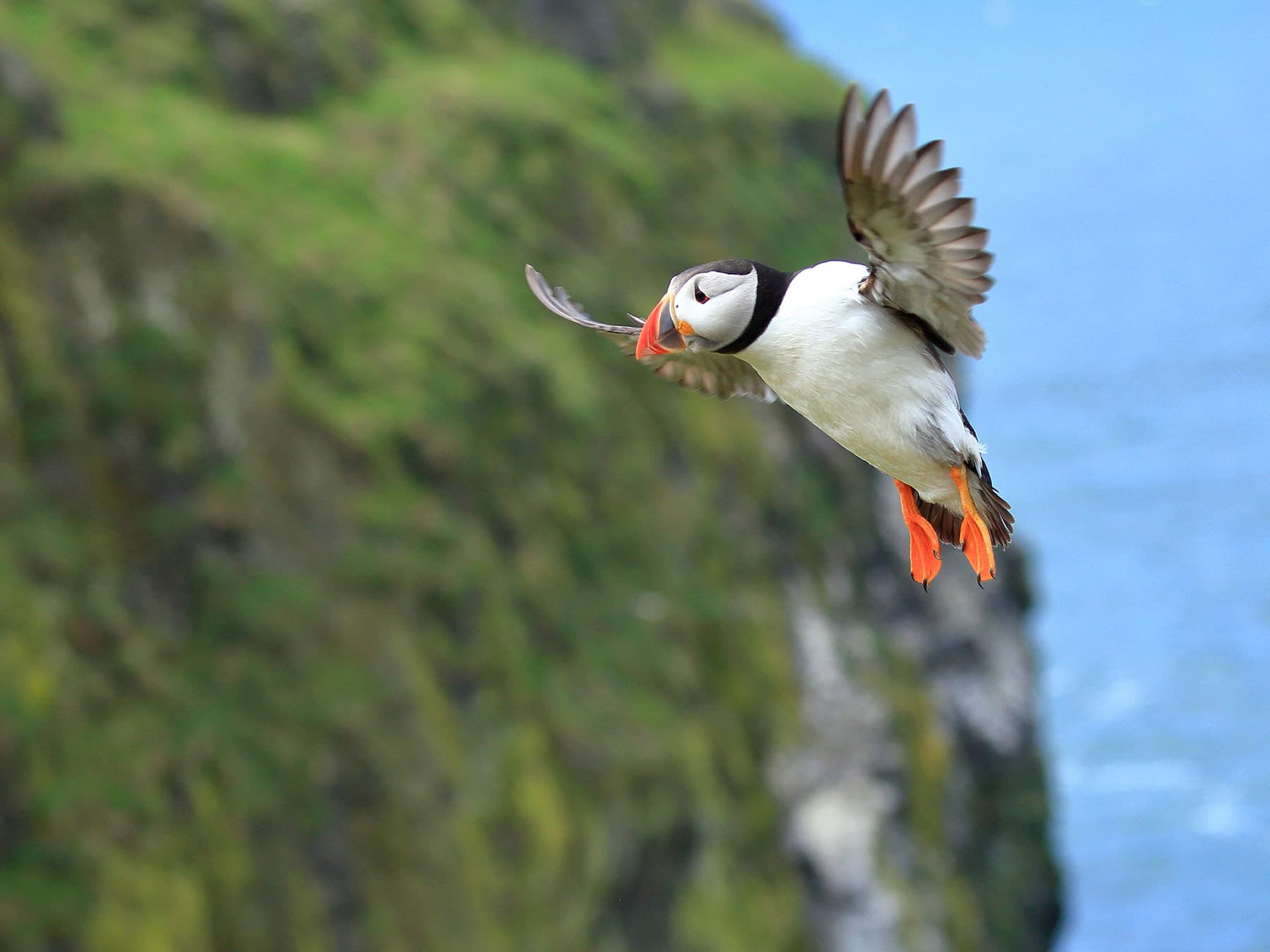 Puffin skomer island