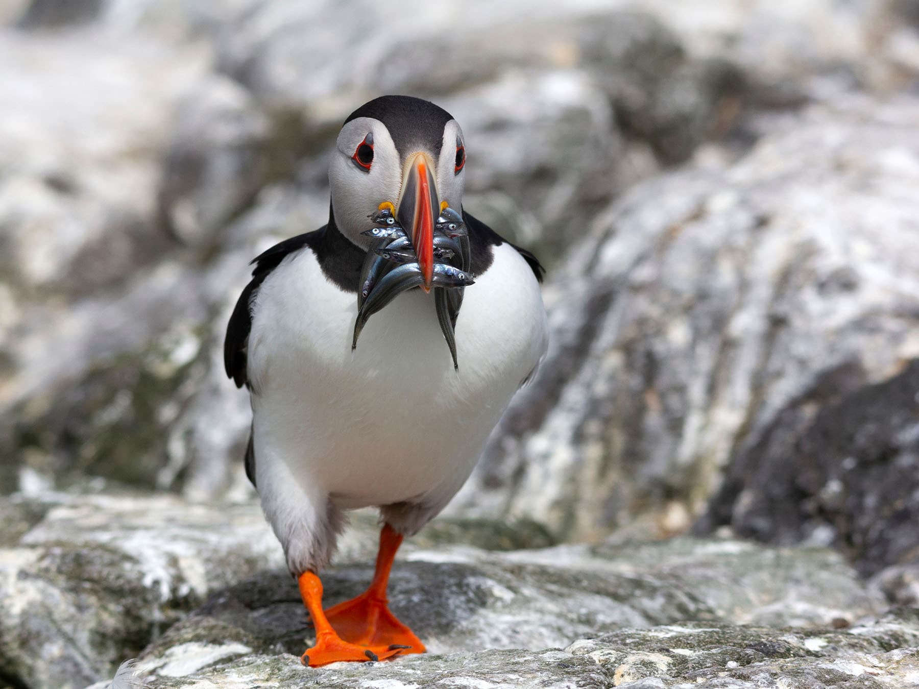 Puffin with fish in beak