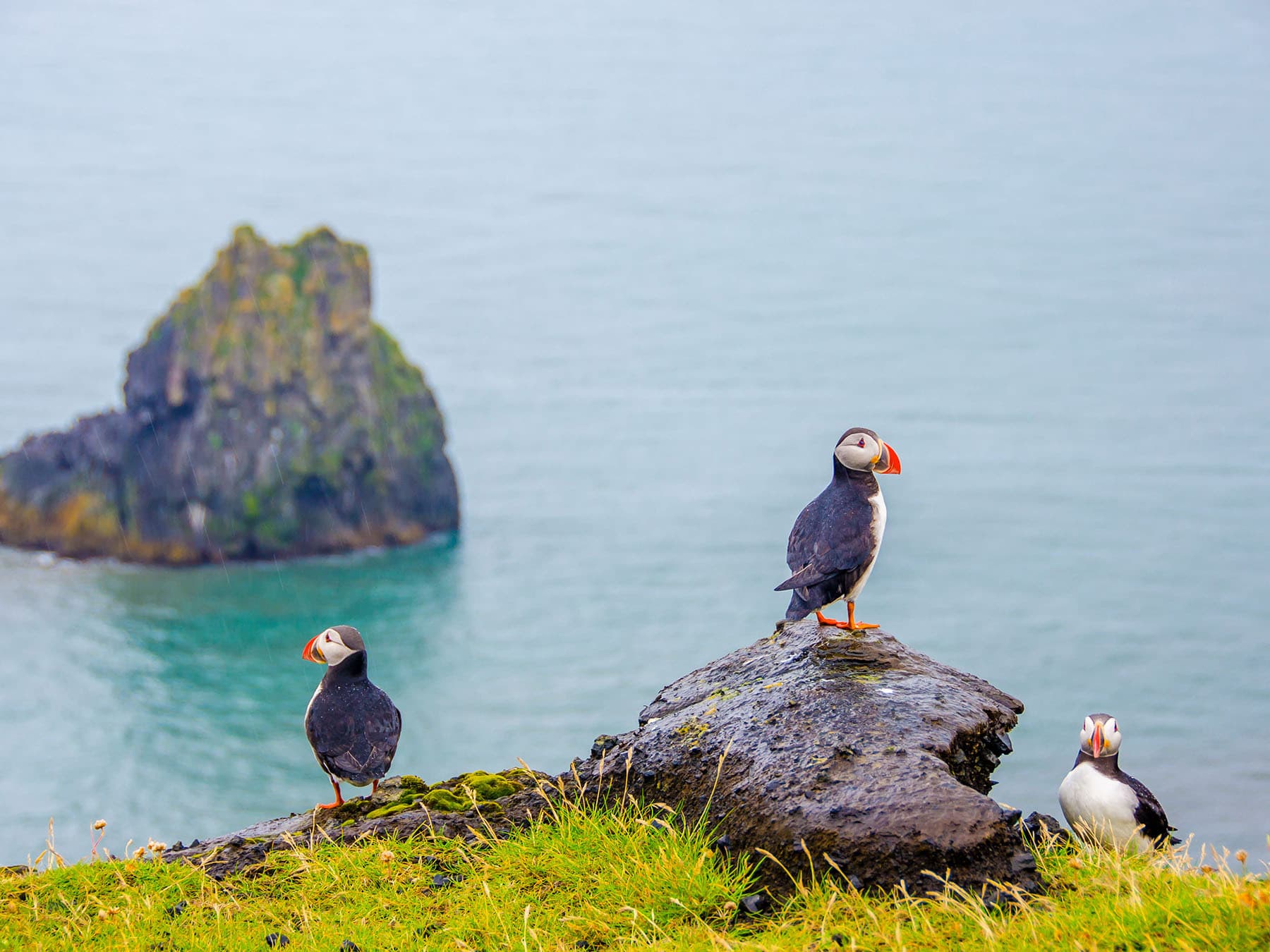 Puffins in iceland