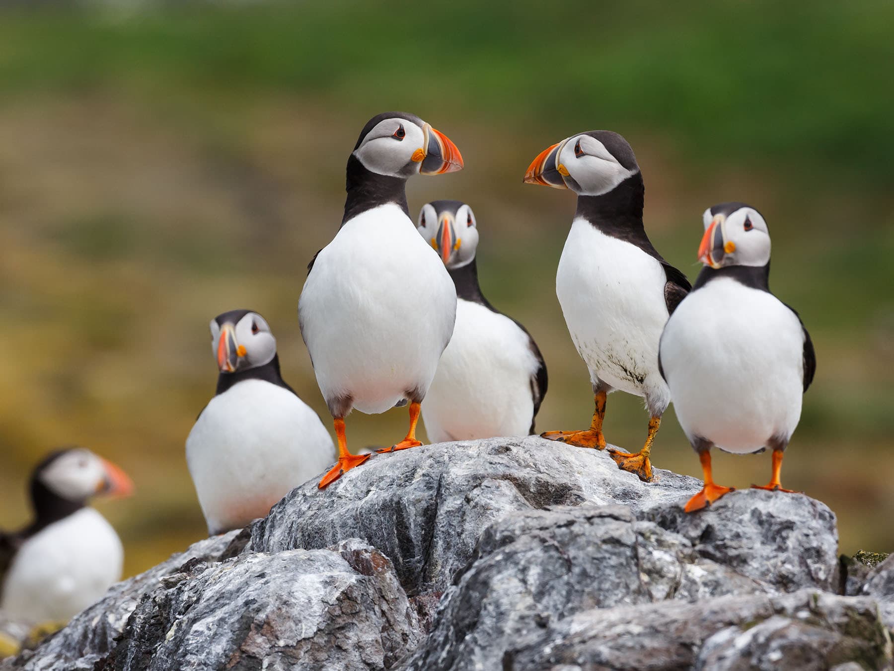 Puffins in maine