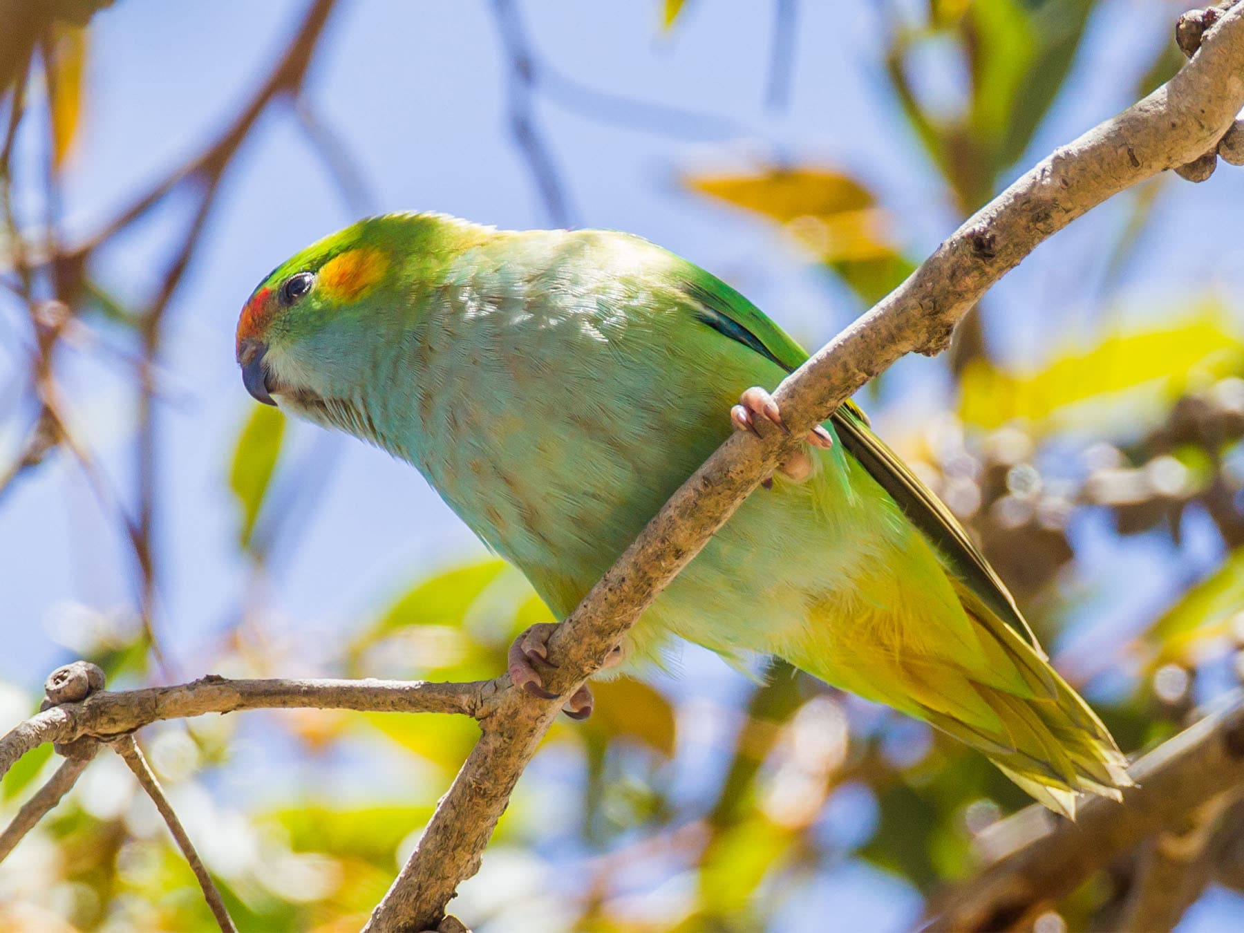 Purple-crowned Lorikeet perched on branch