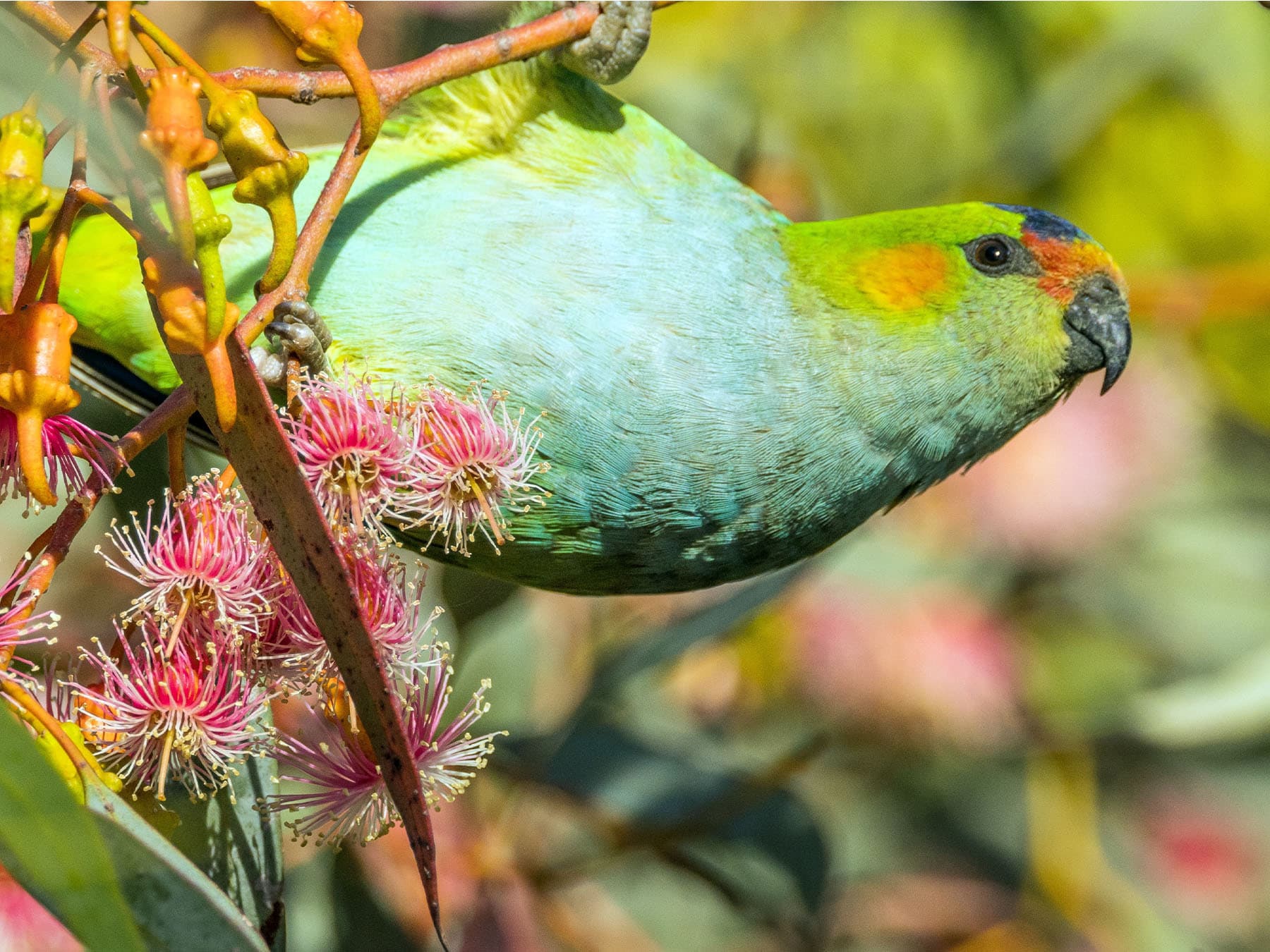 Purple-crowned Lorikeet perching in tree