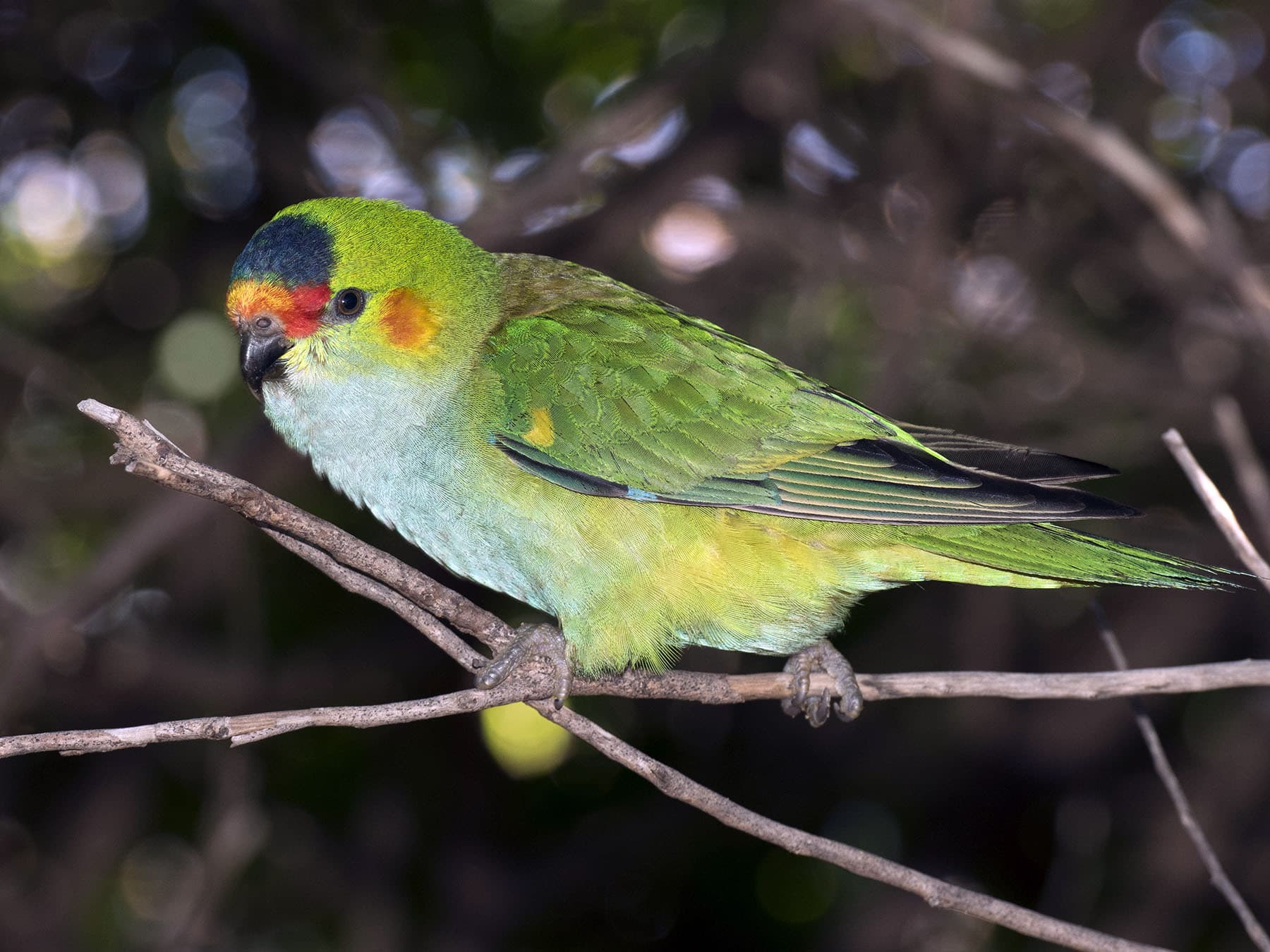 Purple-crowned Lorikeet in tree