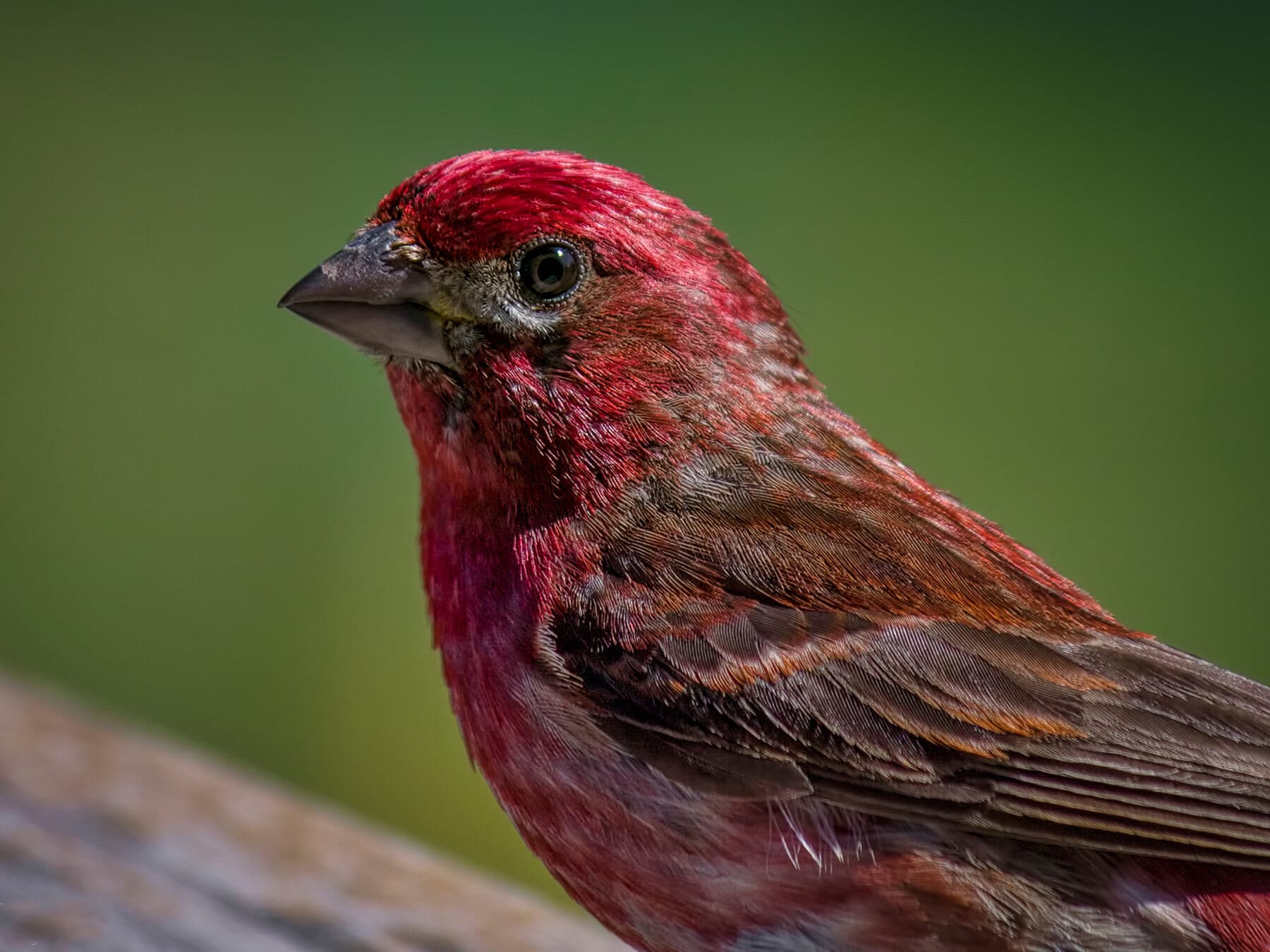 An adult male Purple Finch close up: raspberry head with a darker cheek