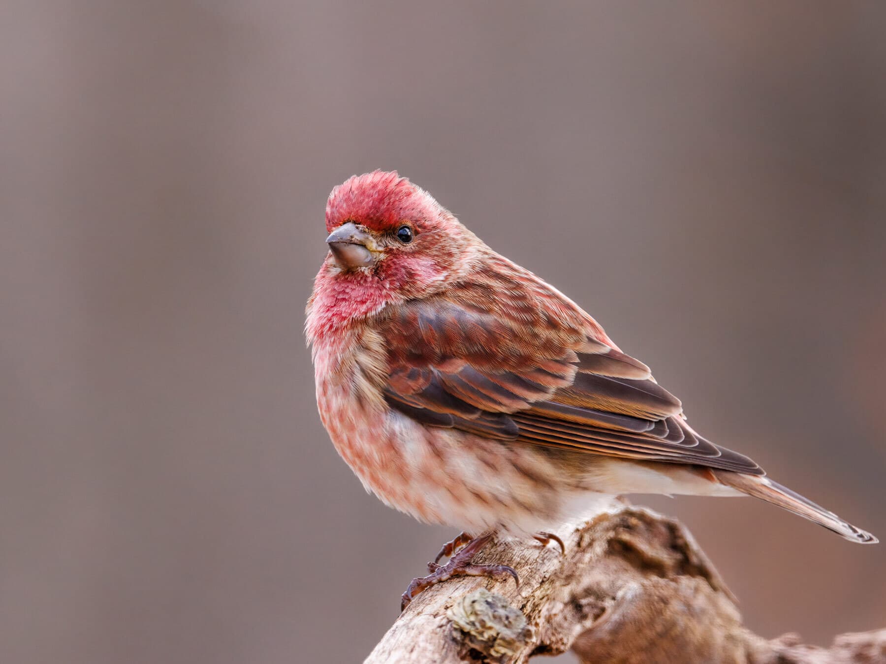 Purple finch close up