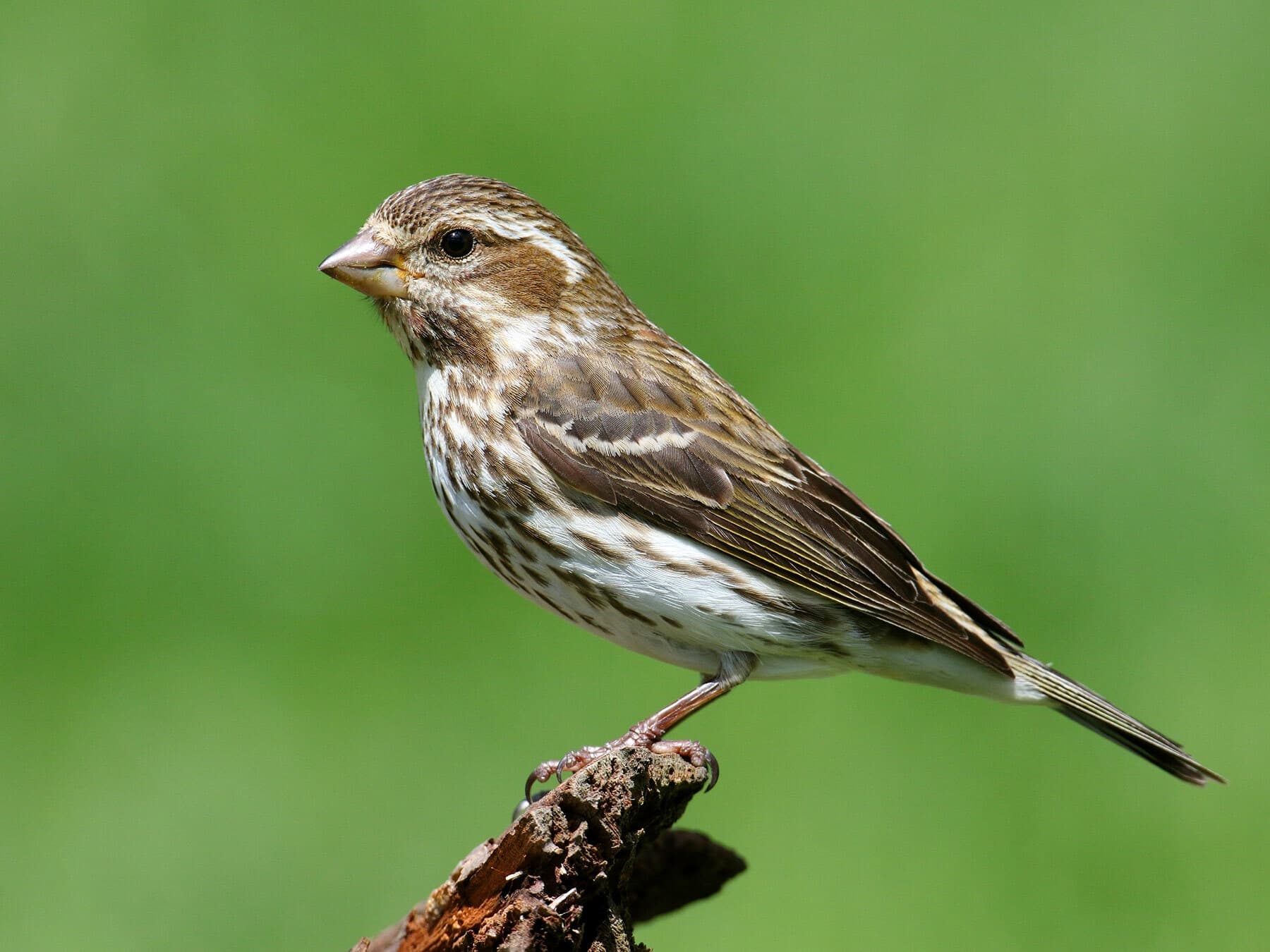 A female-plumaged Purple Finch: white eyebrow, dark cheek and short, thick streaks