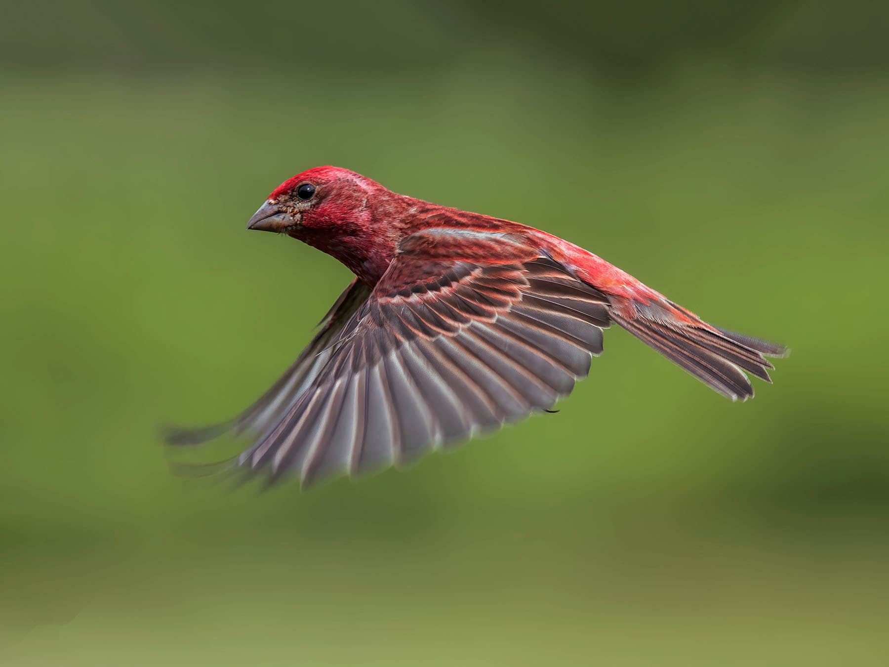 A male Purple Finch in flight, showing the red rump