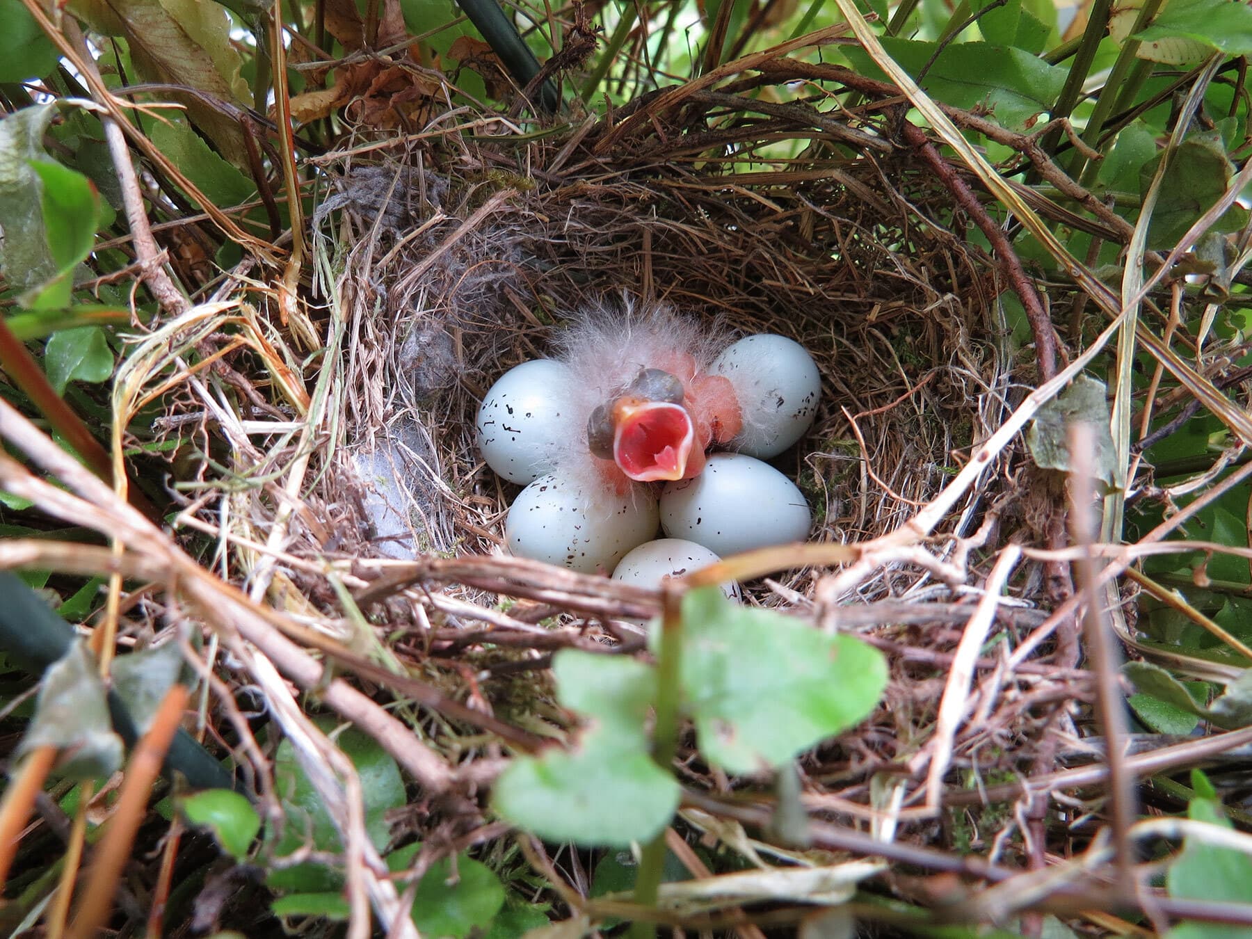 Purple finch nest