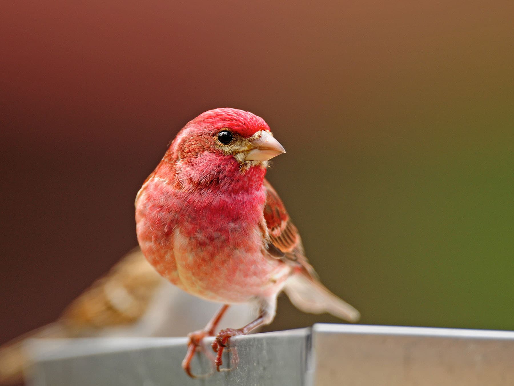 A male Purple Finch from the front: rosy face and breast