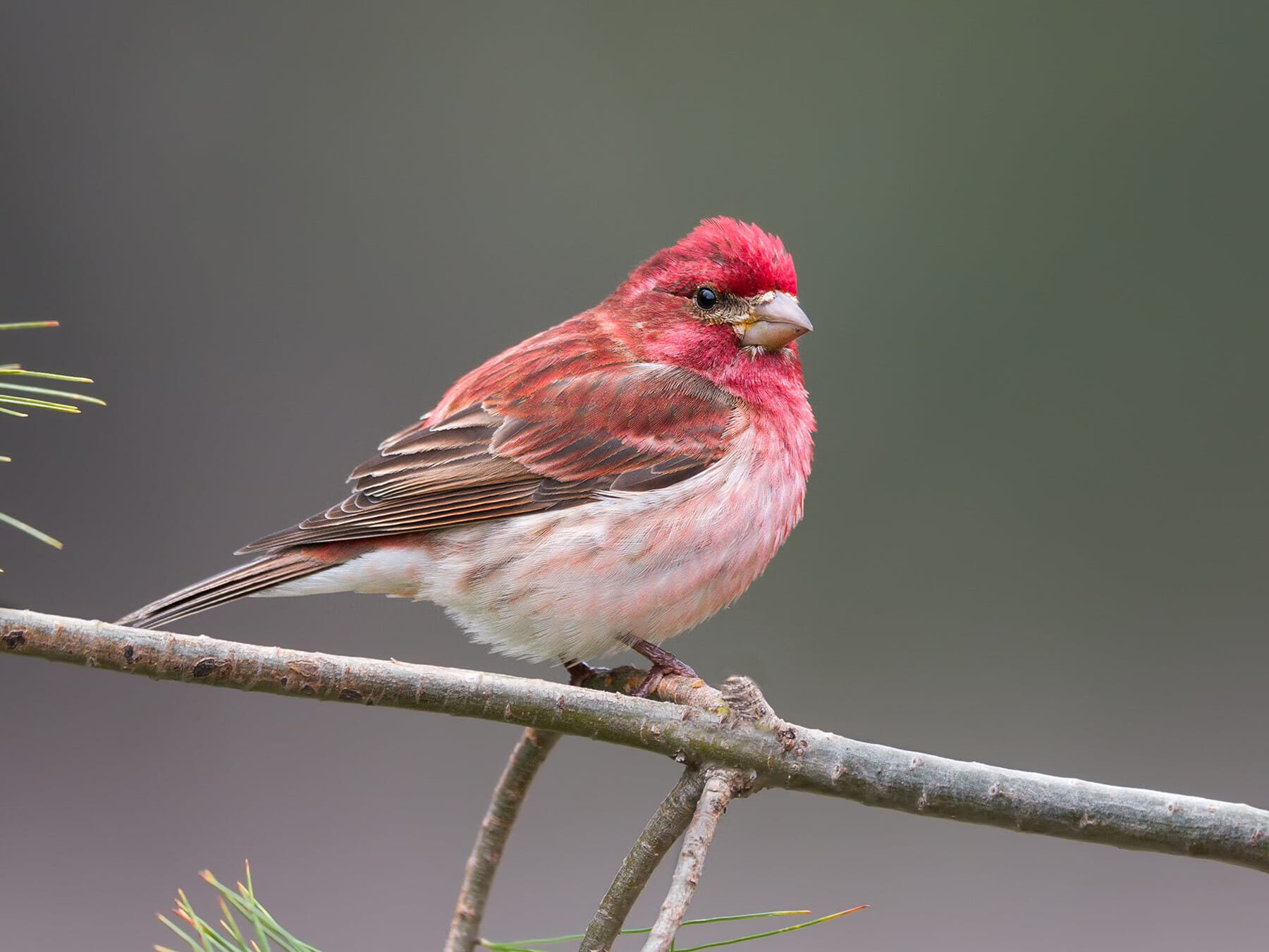 An adult male Purple Finch: rosy red over the head, back and breast