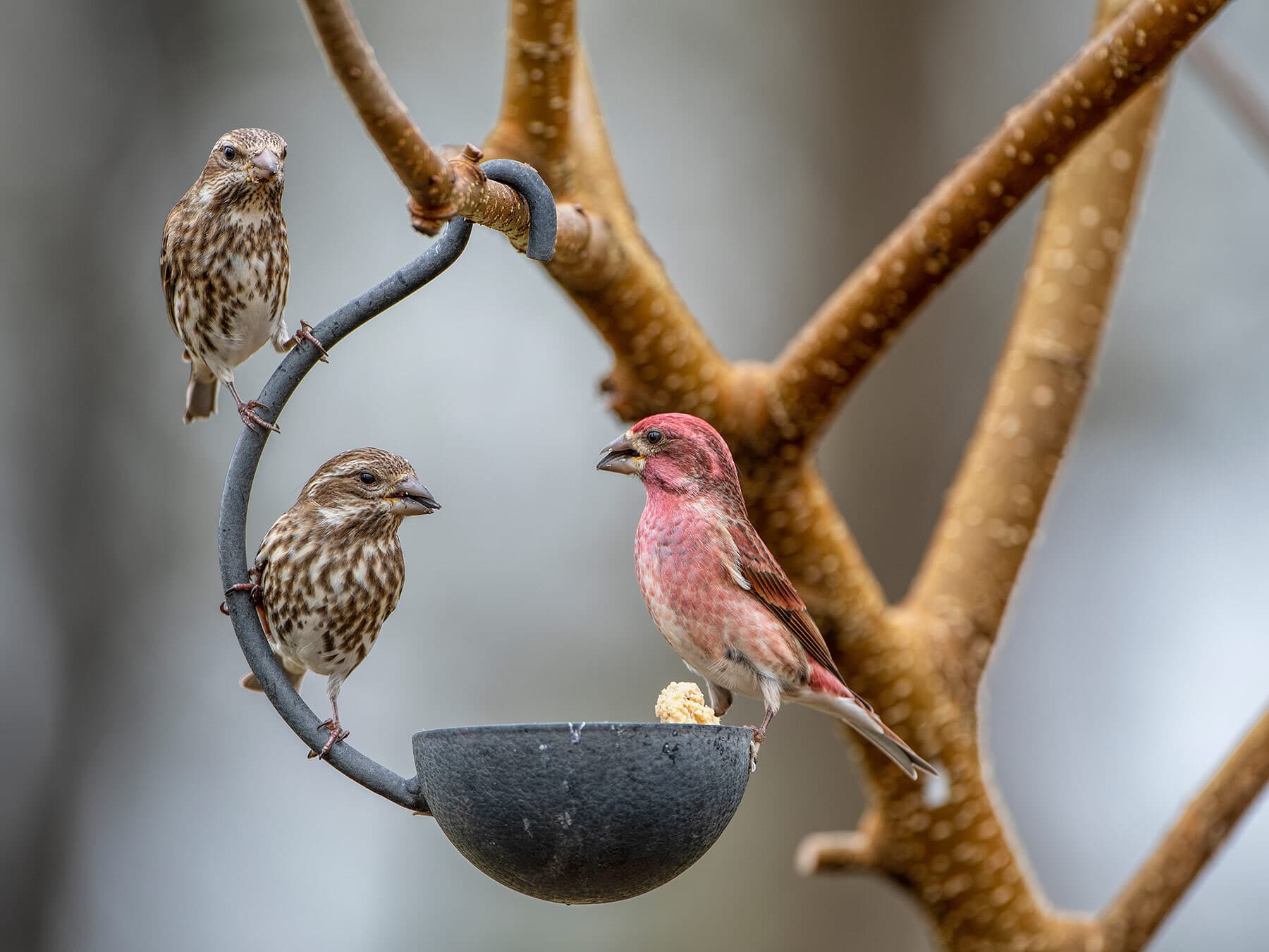 Purple finches feeder