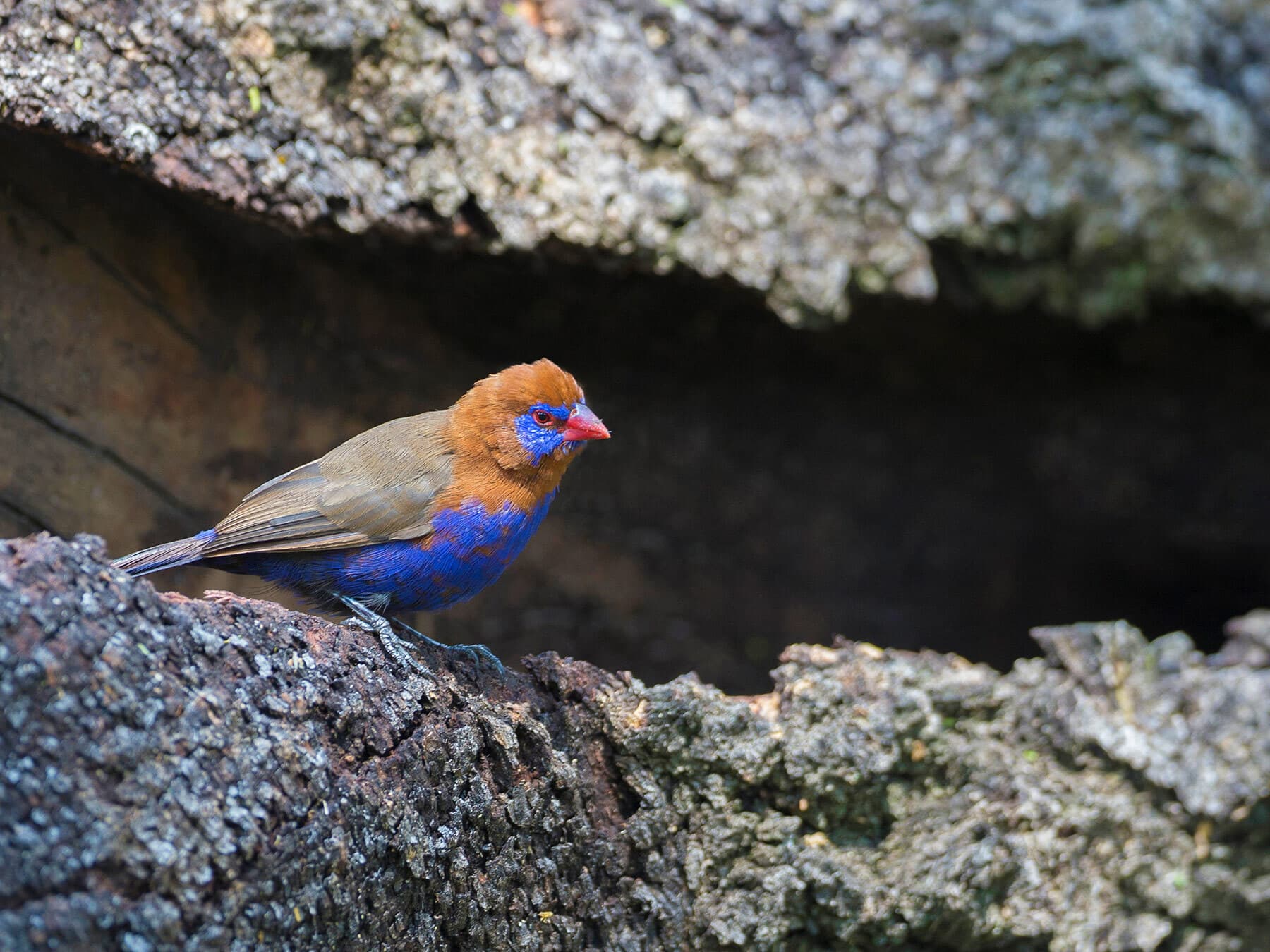 Purple Grenadier perched on a rock