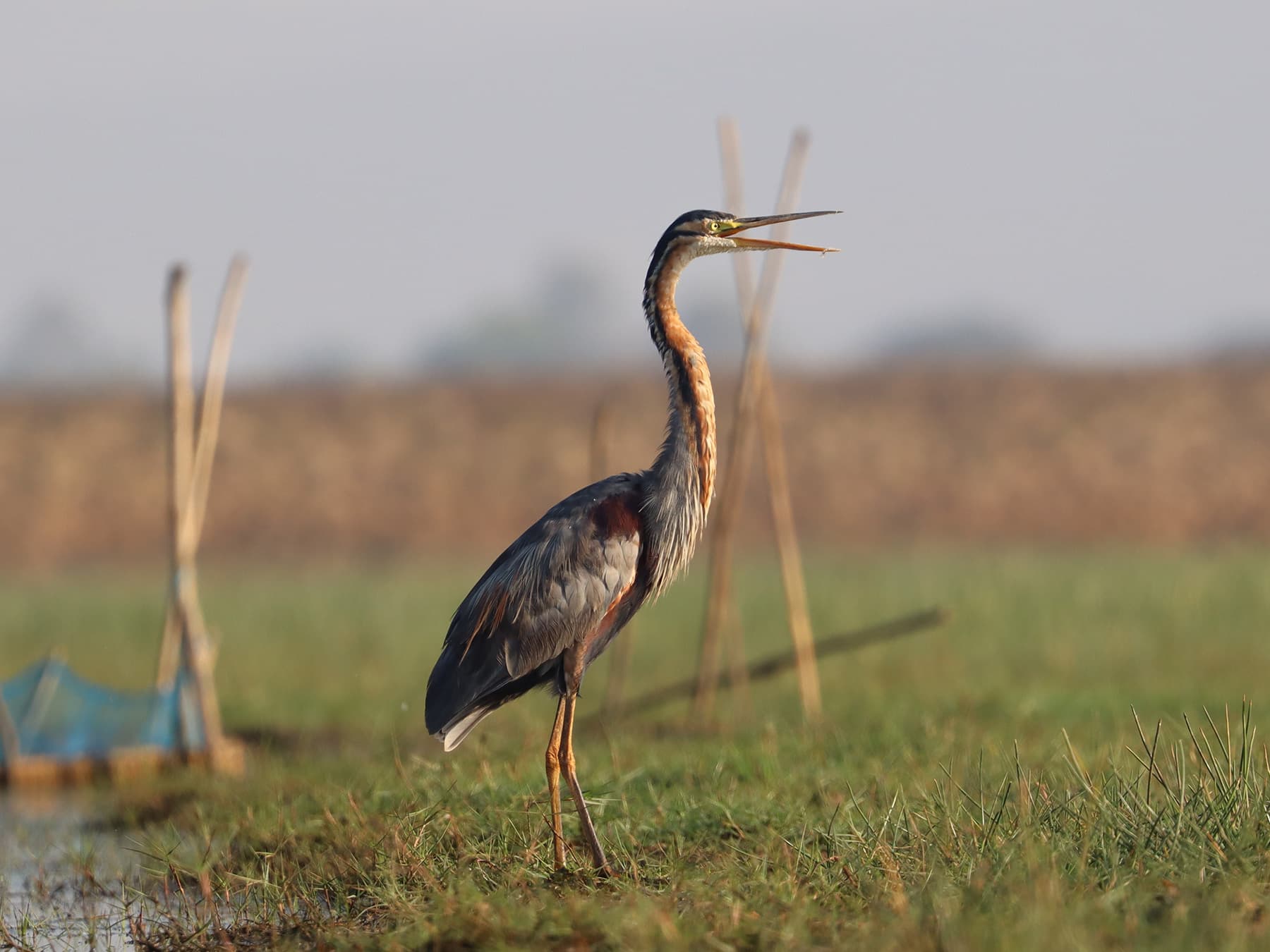Purple Heron calling out