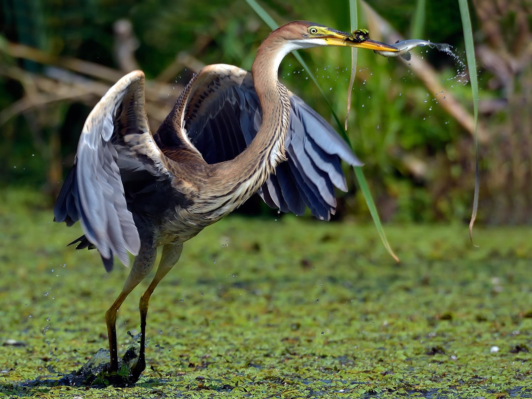 Purple Heron fishing