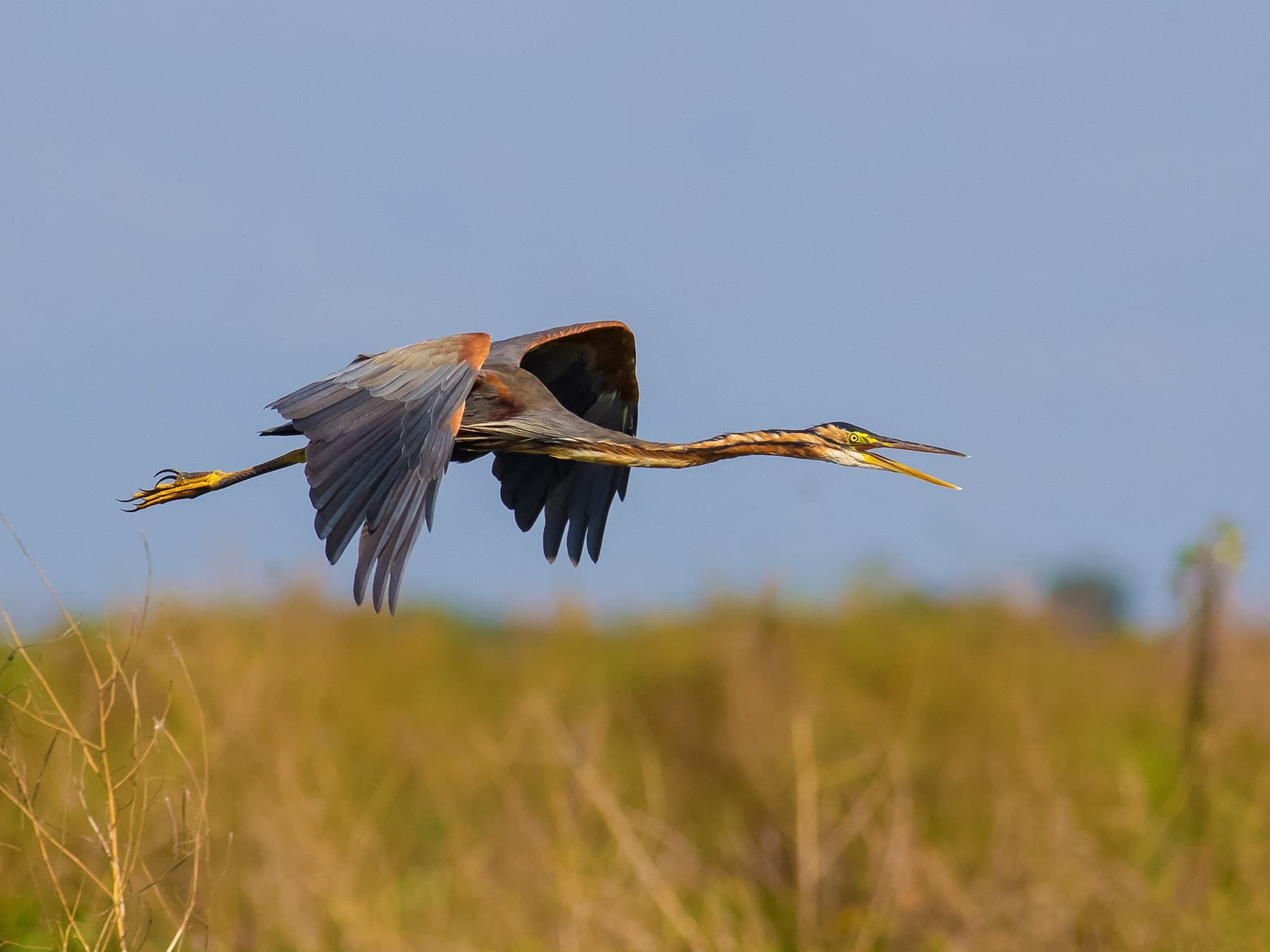 Purple Heron in-flight
