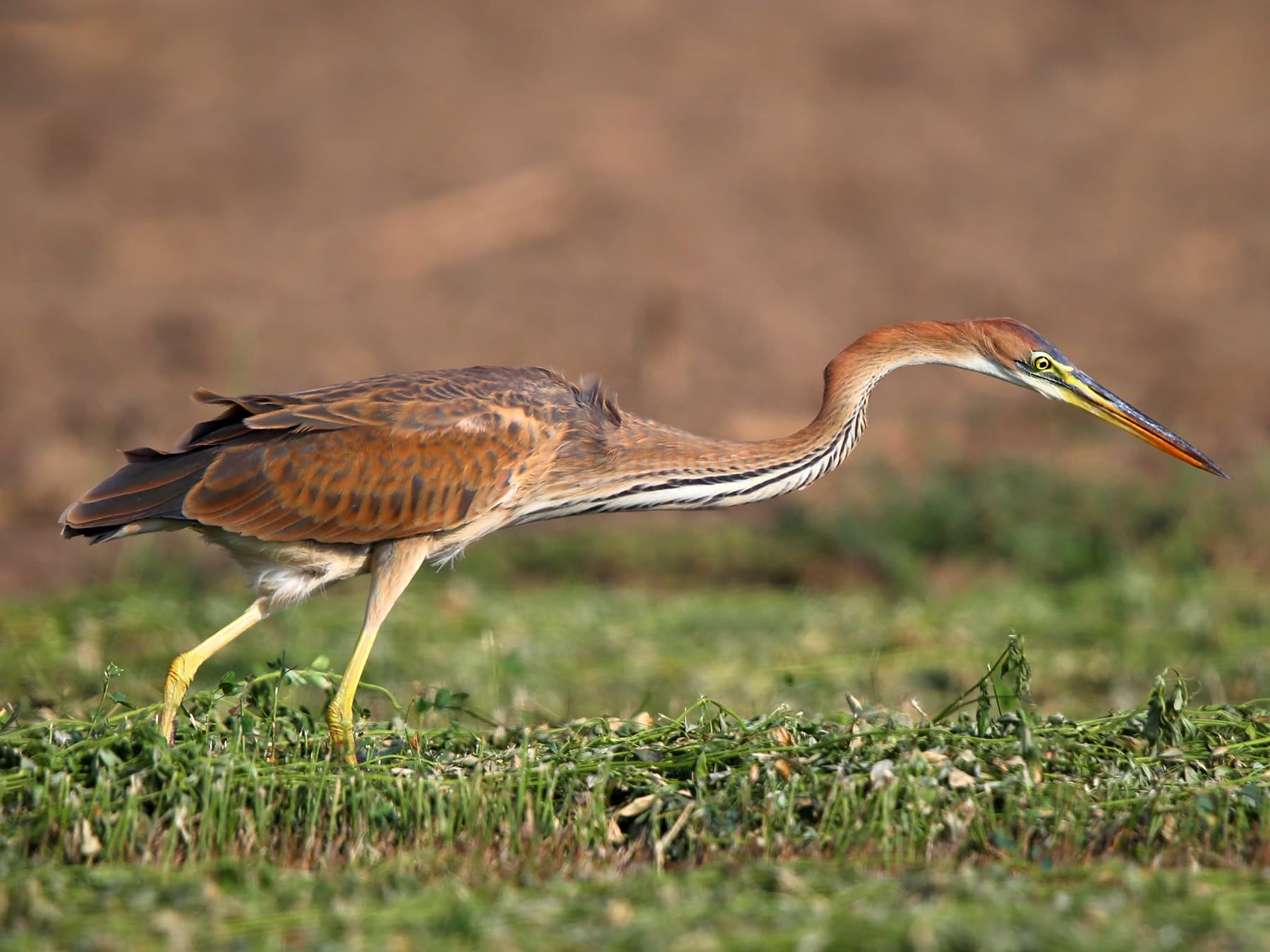 Purple Heron in its natural habitat