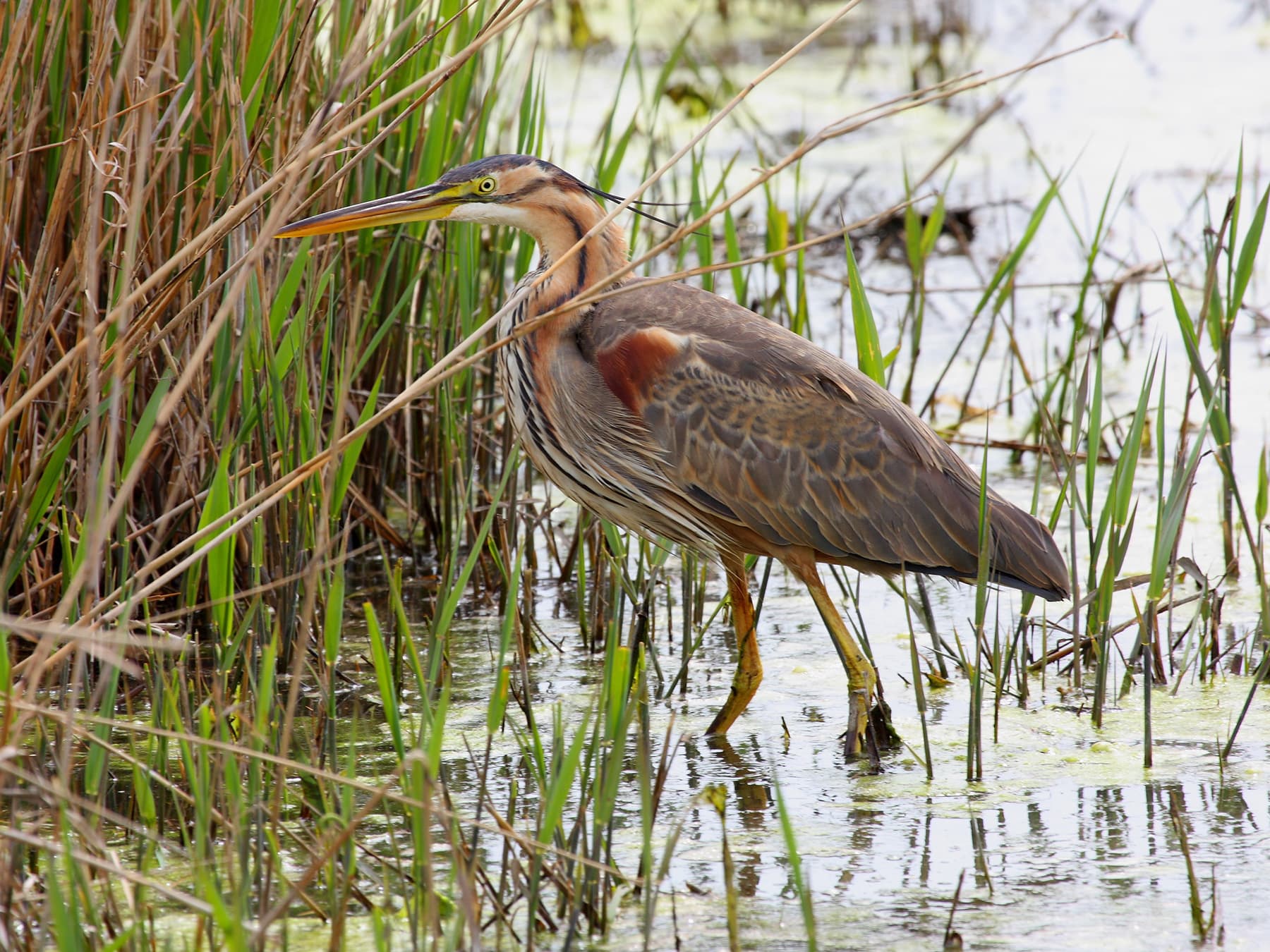 Purple Heron wading through the reeds