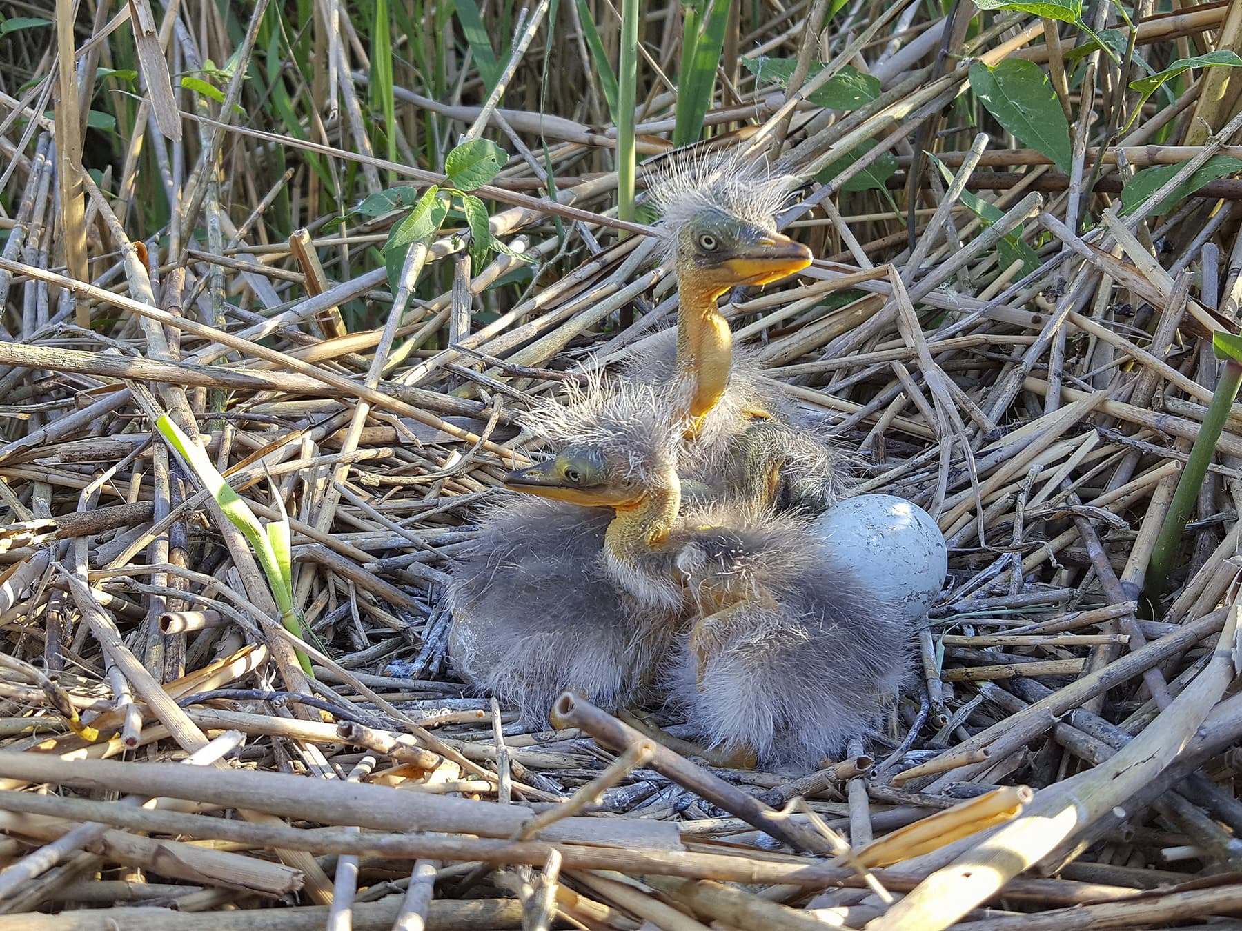 Nest of a Purple Heron with three chicks and one egg