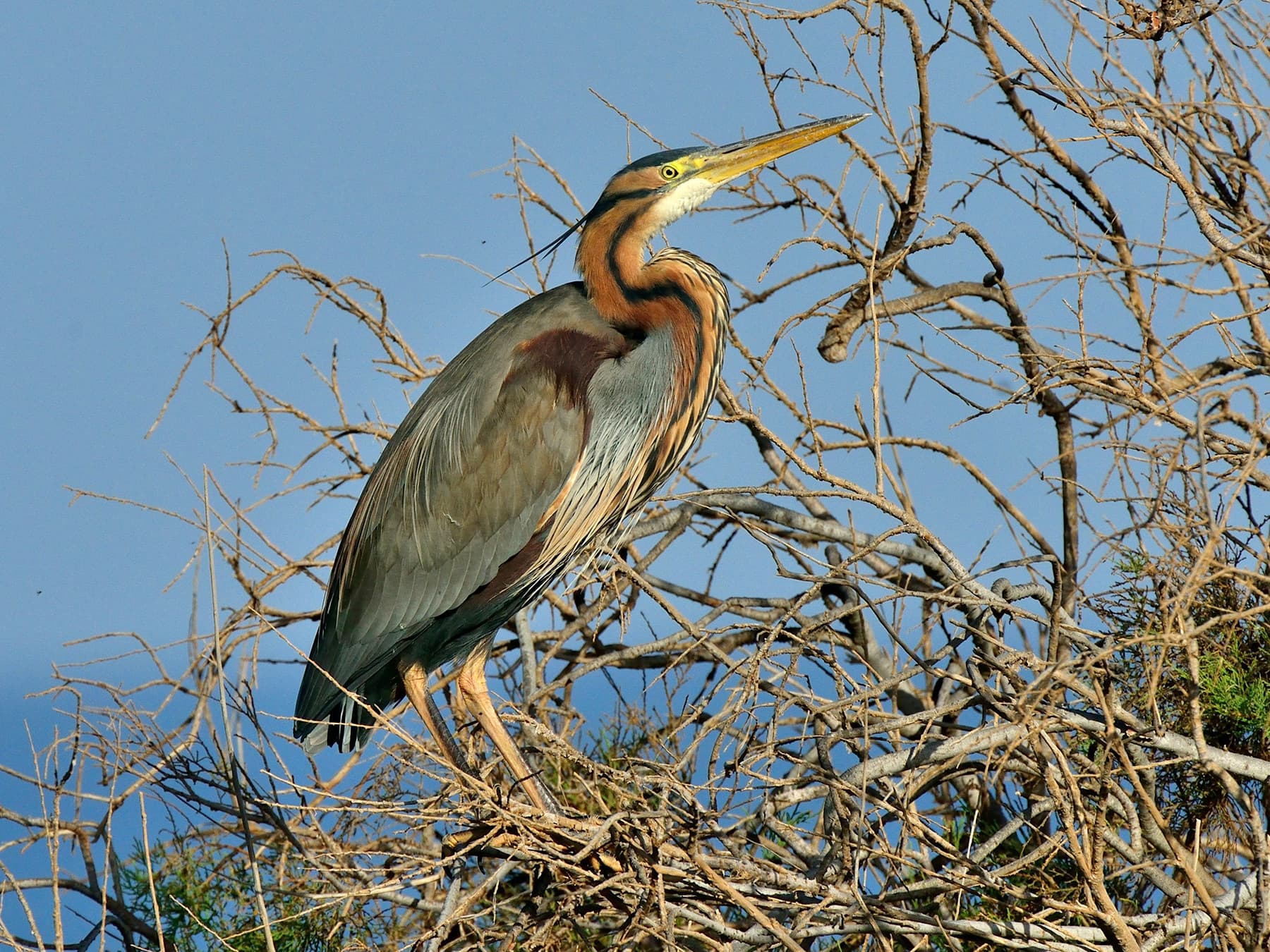 Purple Heron resting in a tree