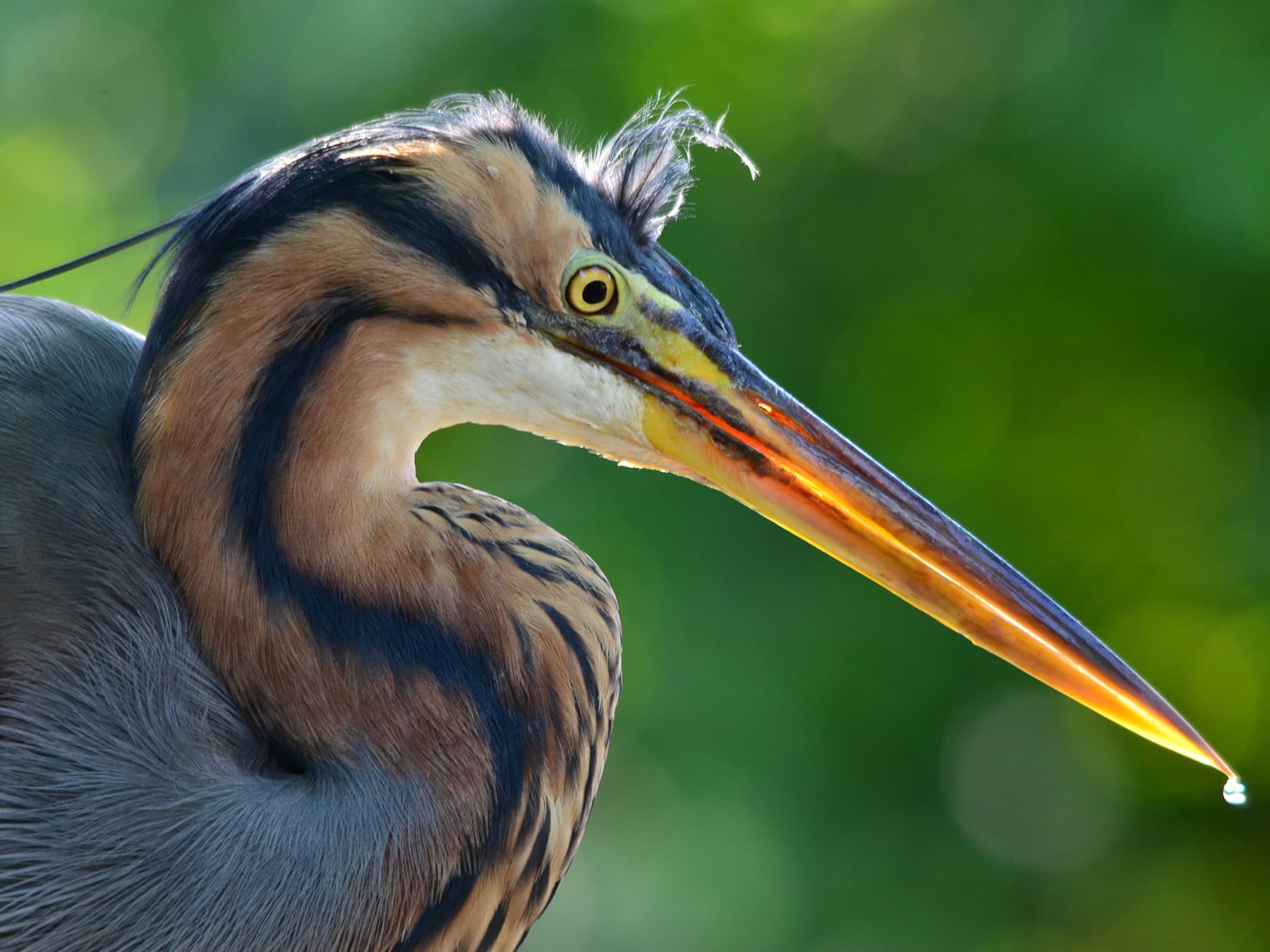 Close-up of a Purple Heron