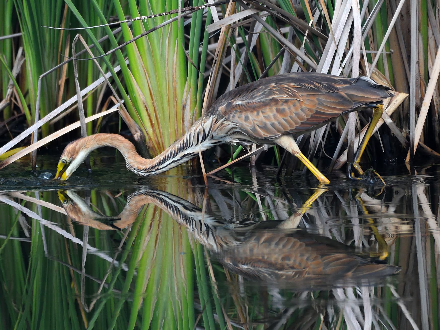 Purple Heron in search of food