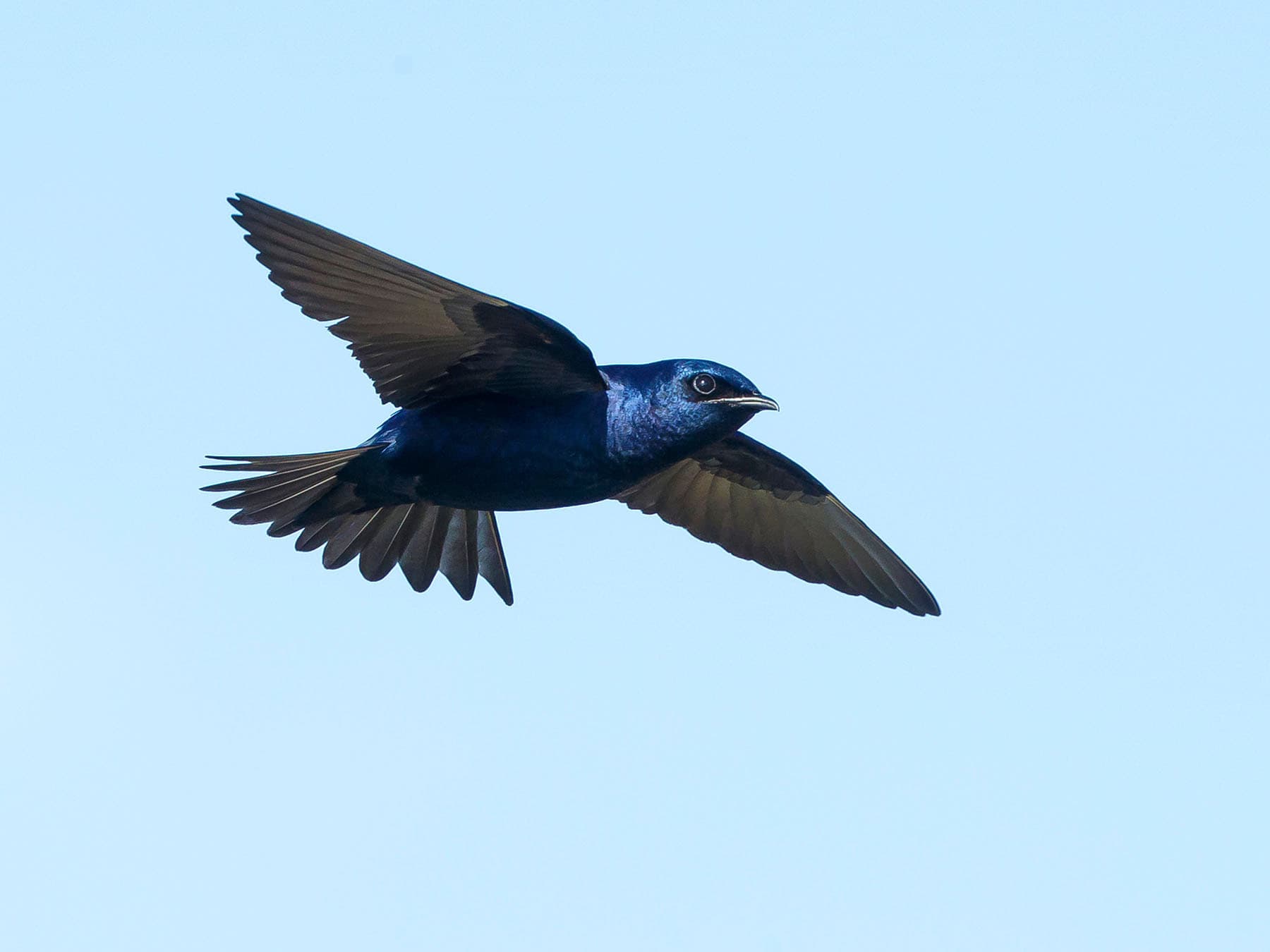 Purple martin flight