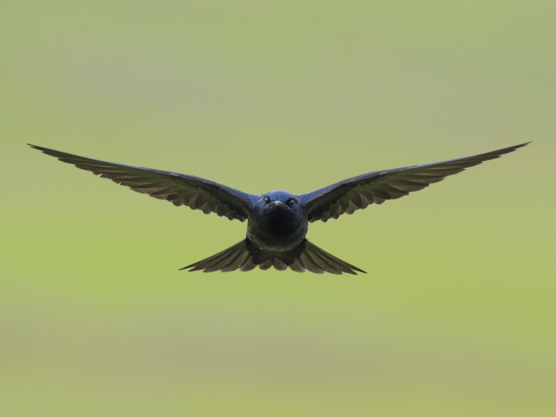 Purple Martin Migration: A Complete Guide
