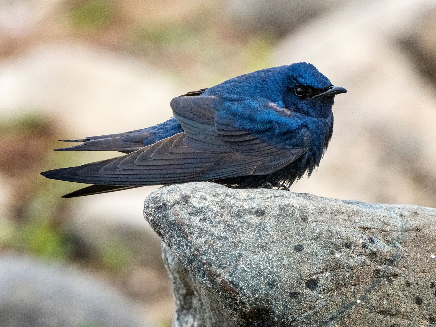 Purple Martin resting on top of a rock
