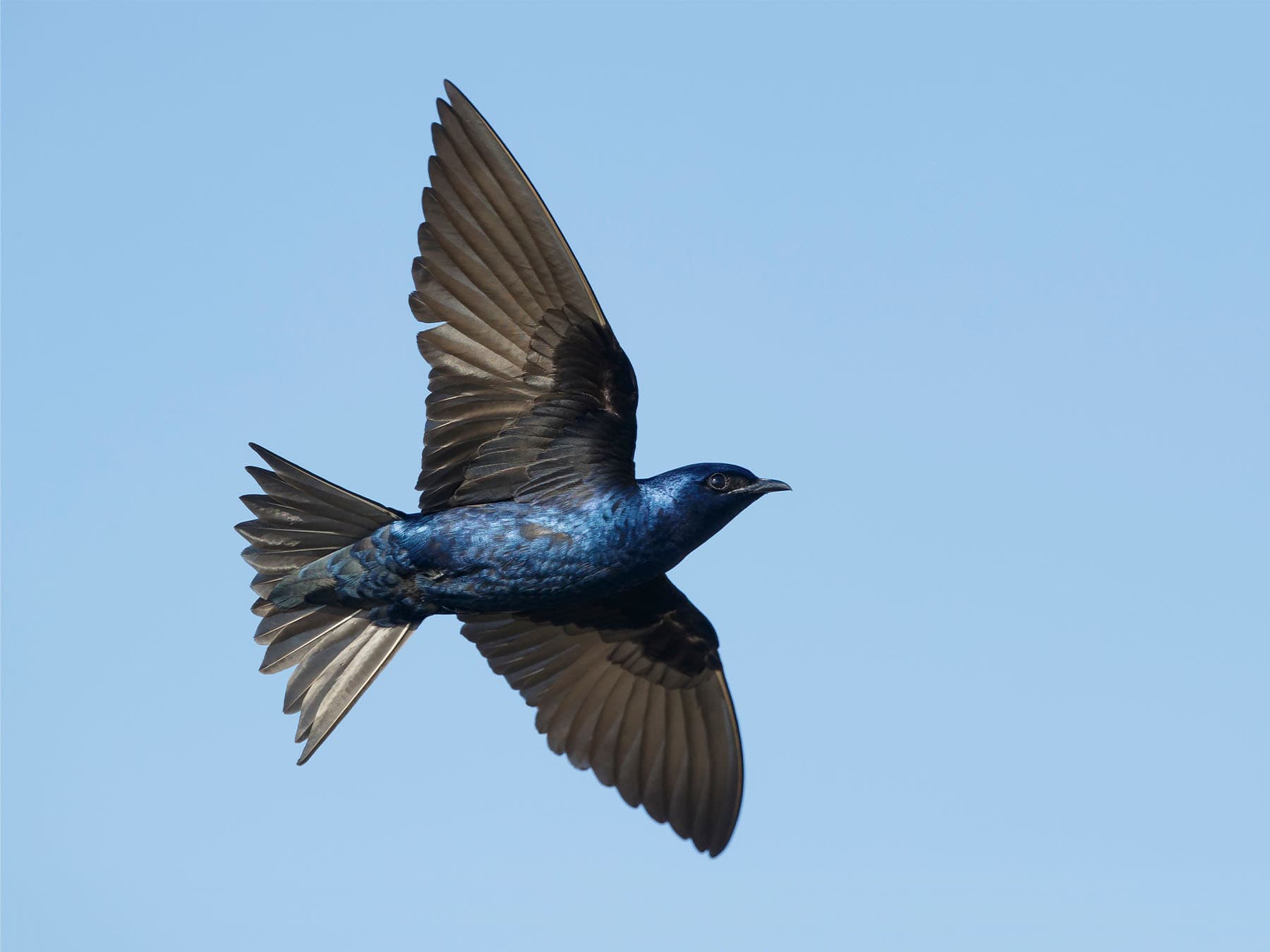 Purple Martin