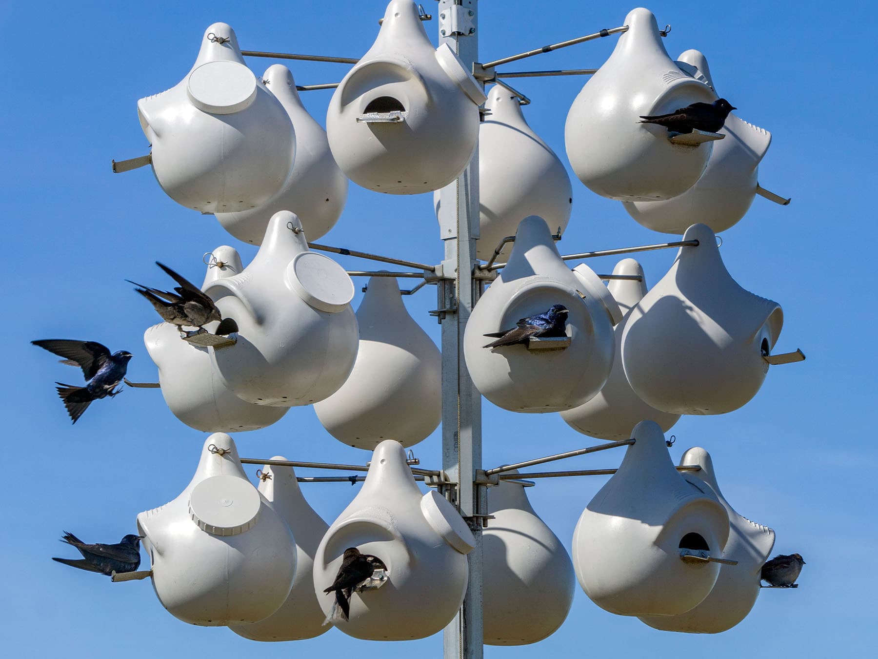 A colony of Purple Martins at a man-made bird house