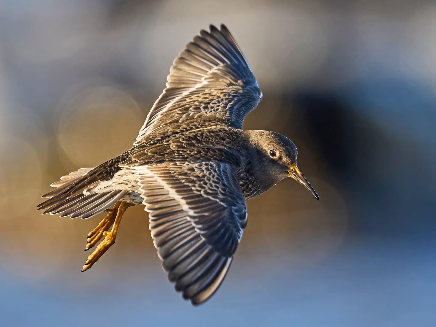 Purple Sandpiper in-flight