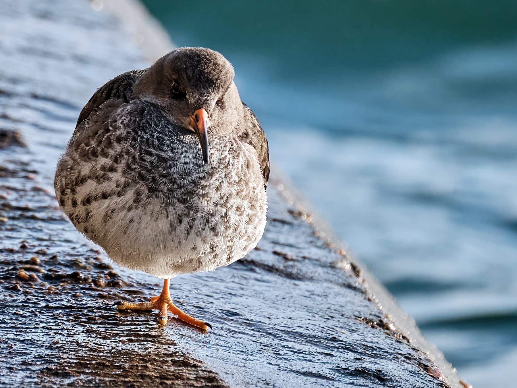 Purple Sandpiper walking along the waters edge