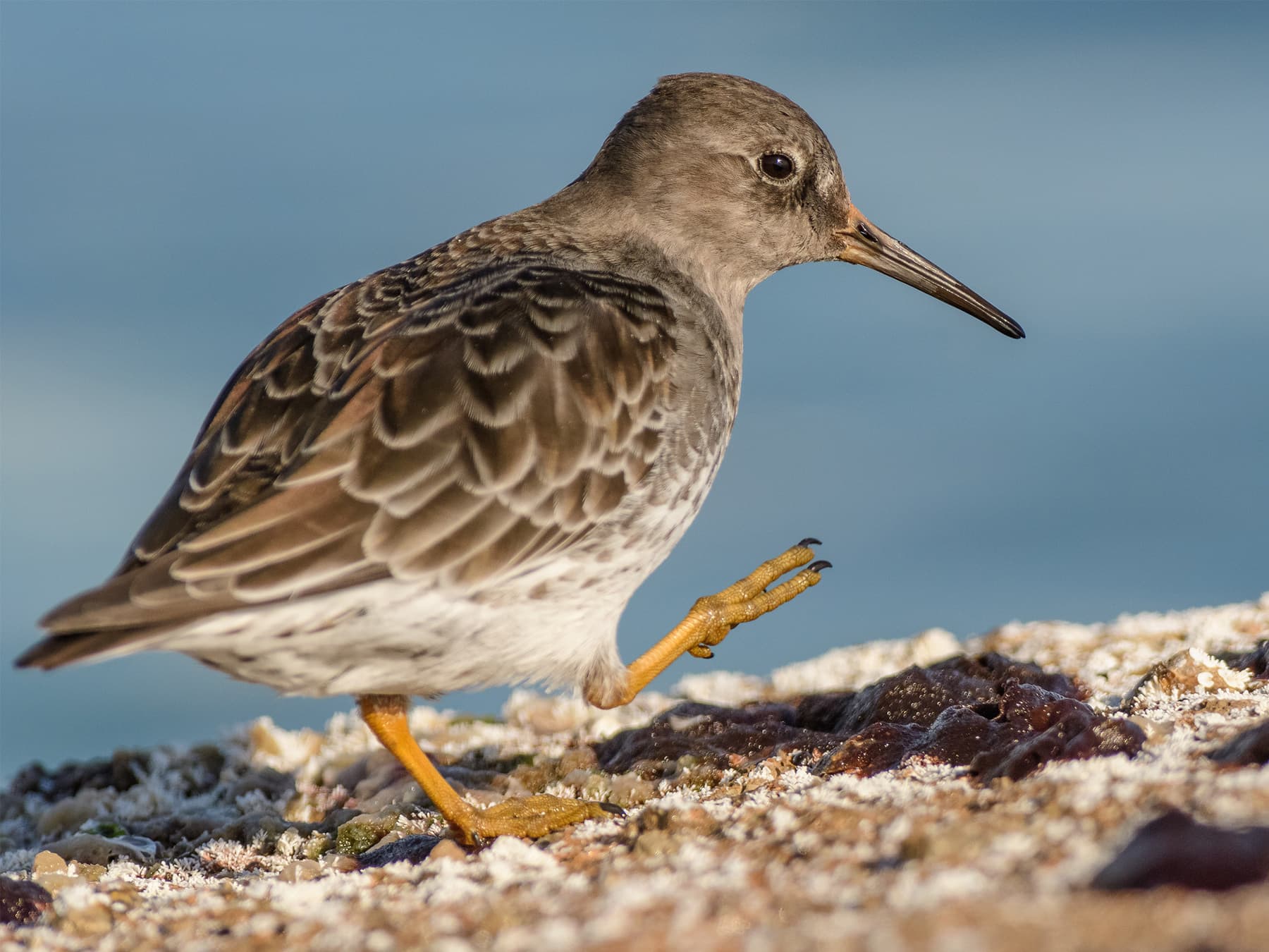 Purple Sandpiper walking along the beach