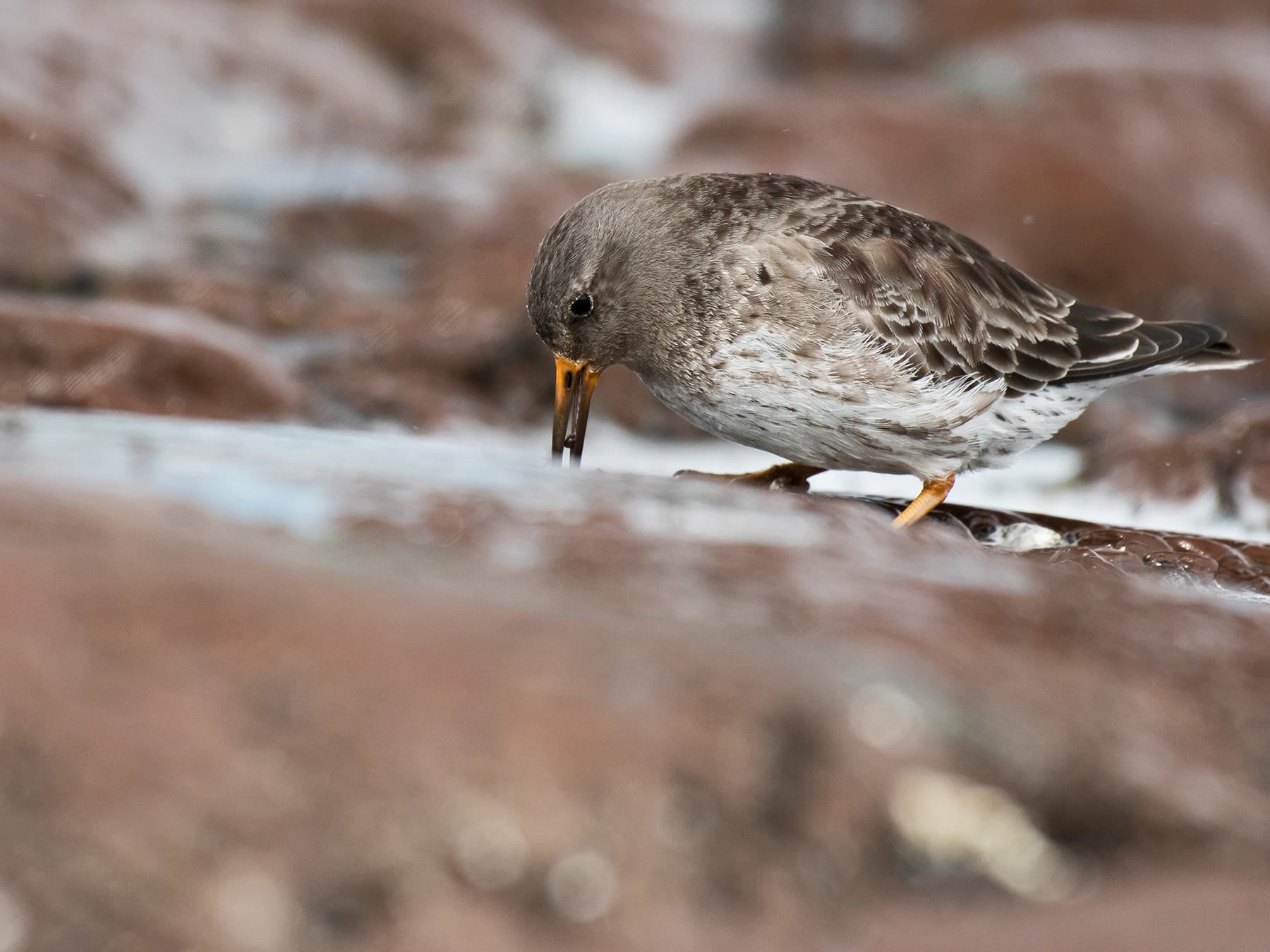 Purple Sandpiper feeding