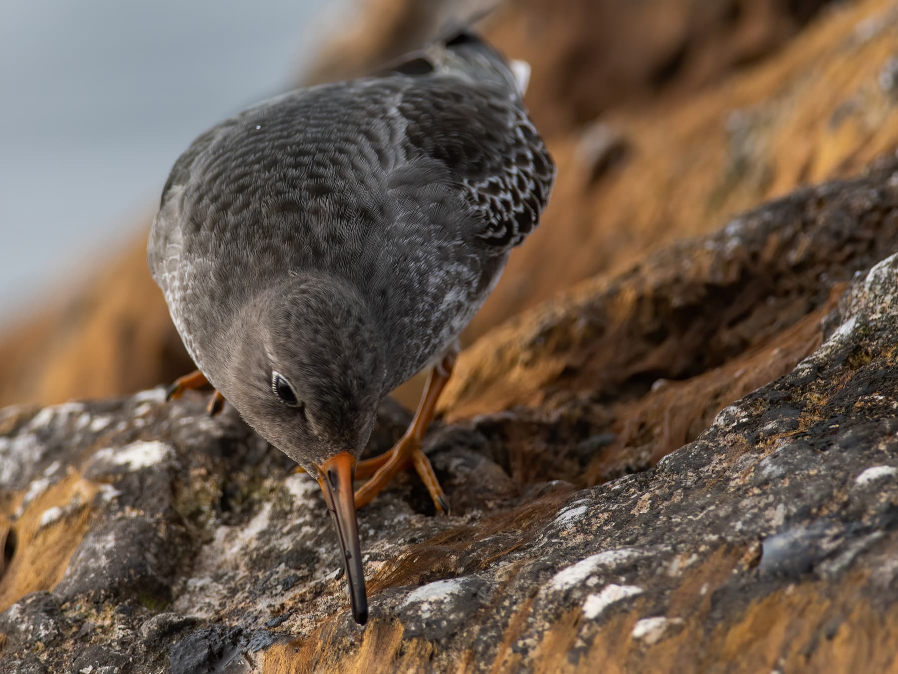 Purple Sandpiper foraging along the rocks edge