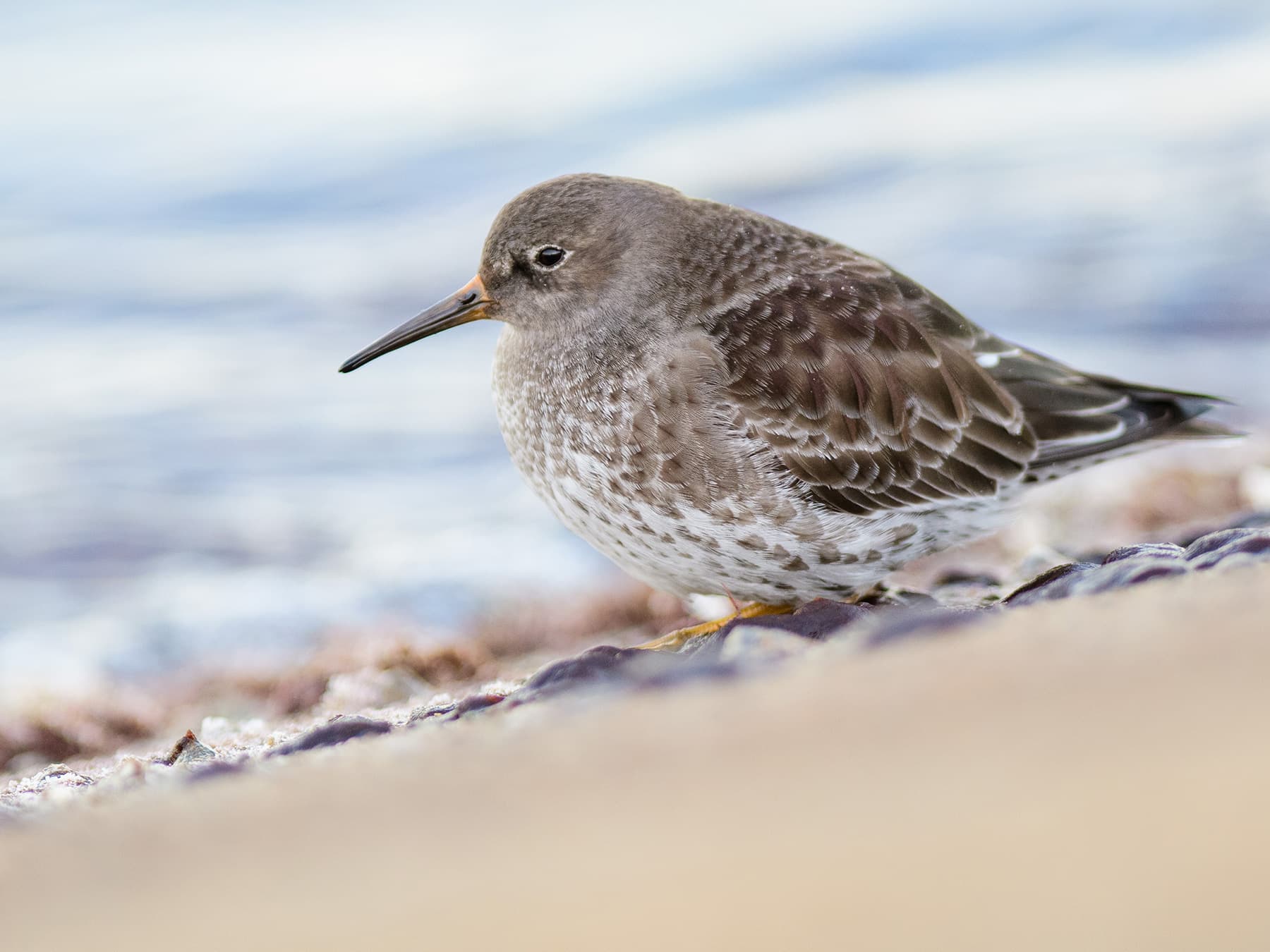 Purple Sandpiper in natural habitat