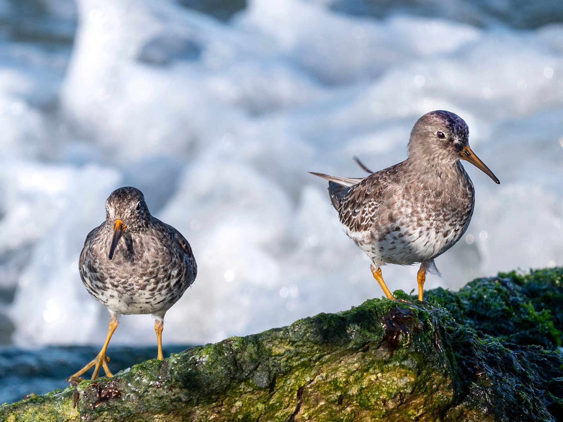 Pair of Purple Sandpipers on the rocks near to the sea