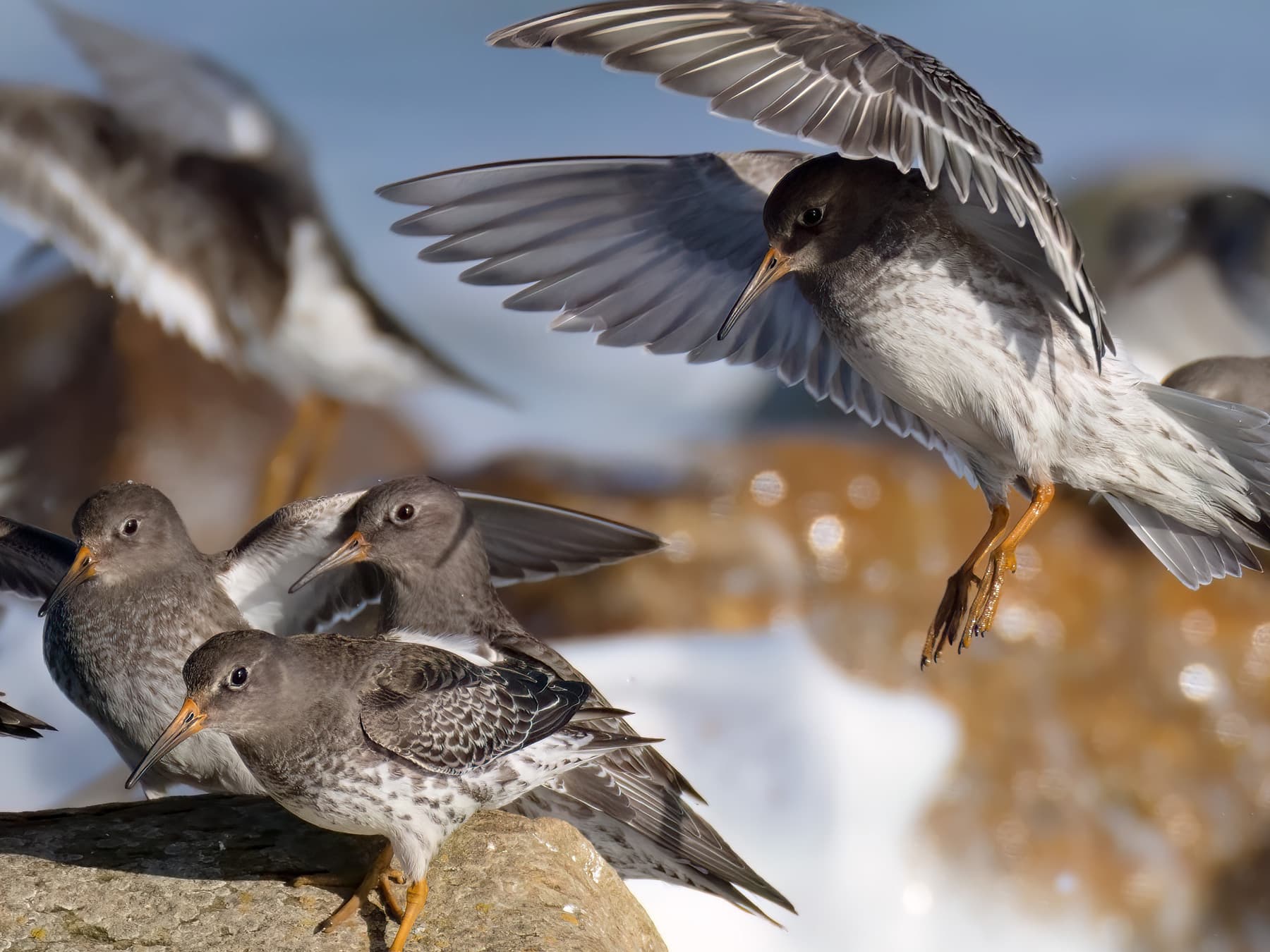 Purple Sandpipers resting on the rocks