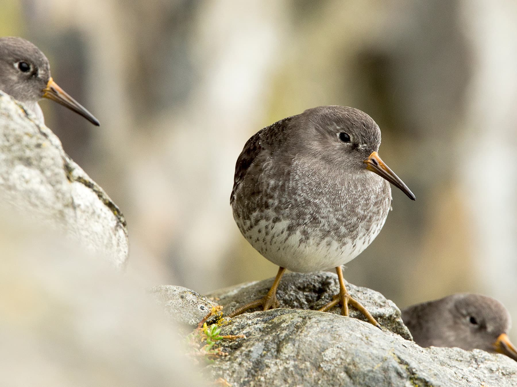 Purple Sandpipers resting in the rocks