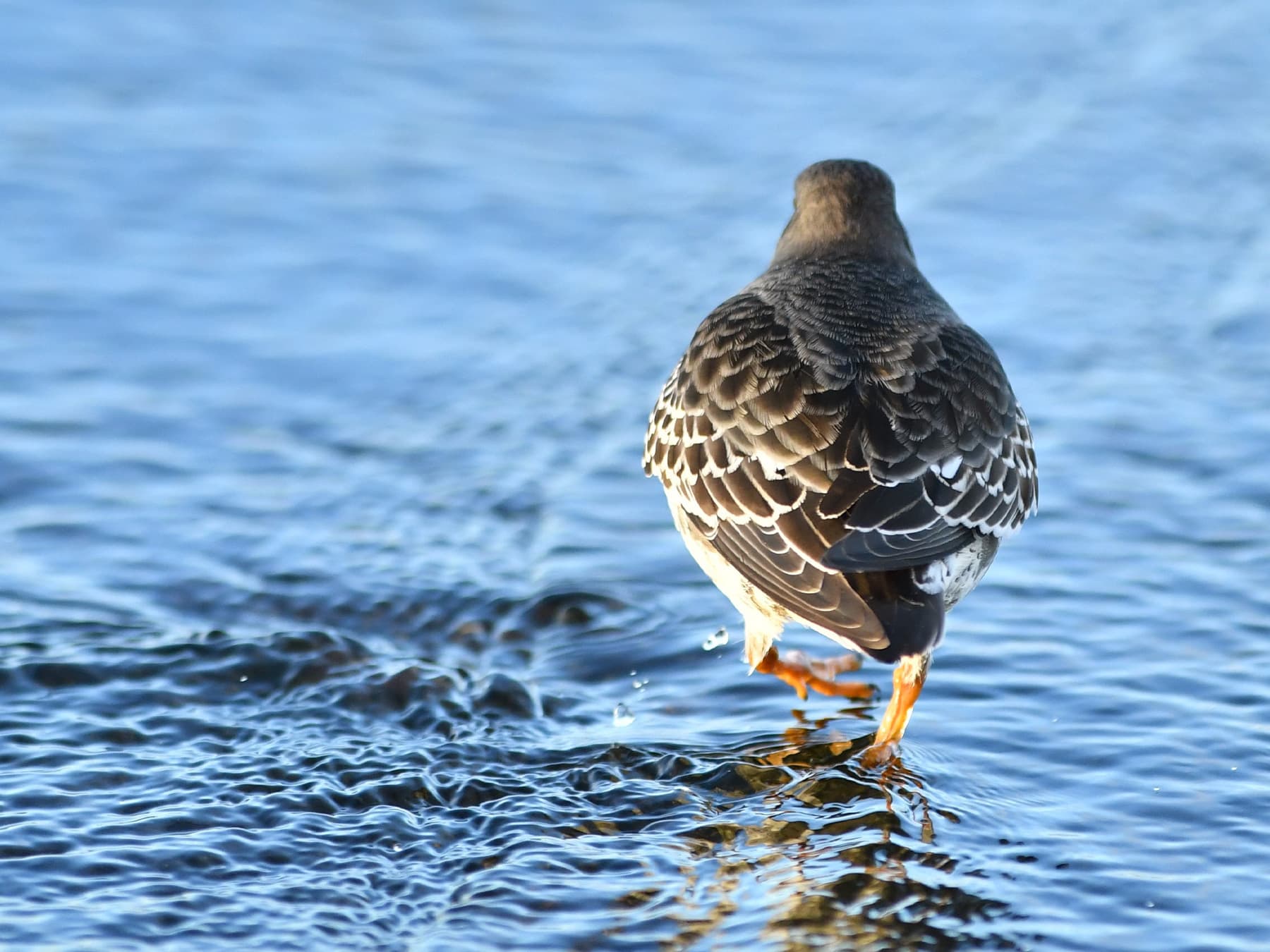 Purple Sandpiper walking in to shallow waters