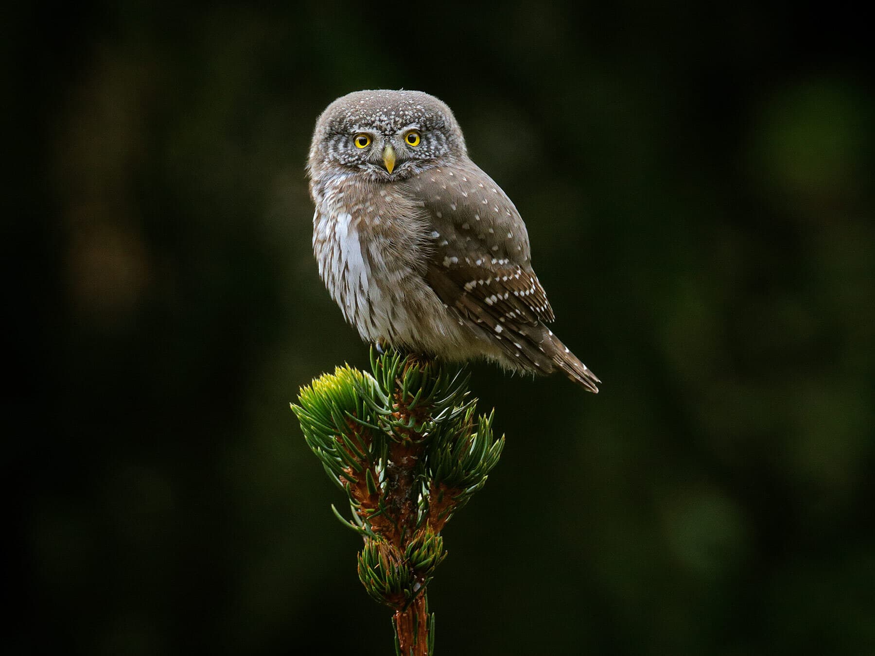 Pygmy owl perched