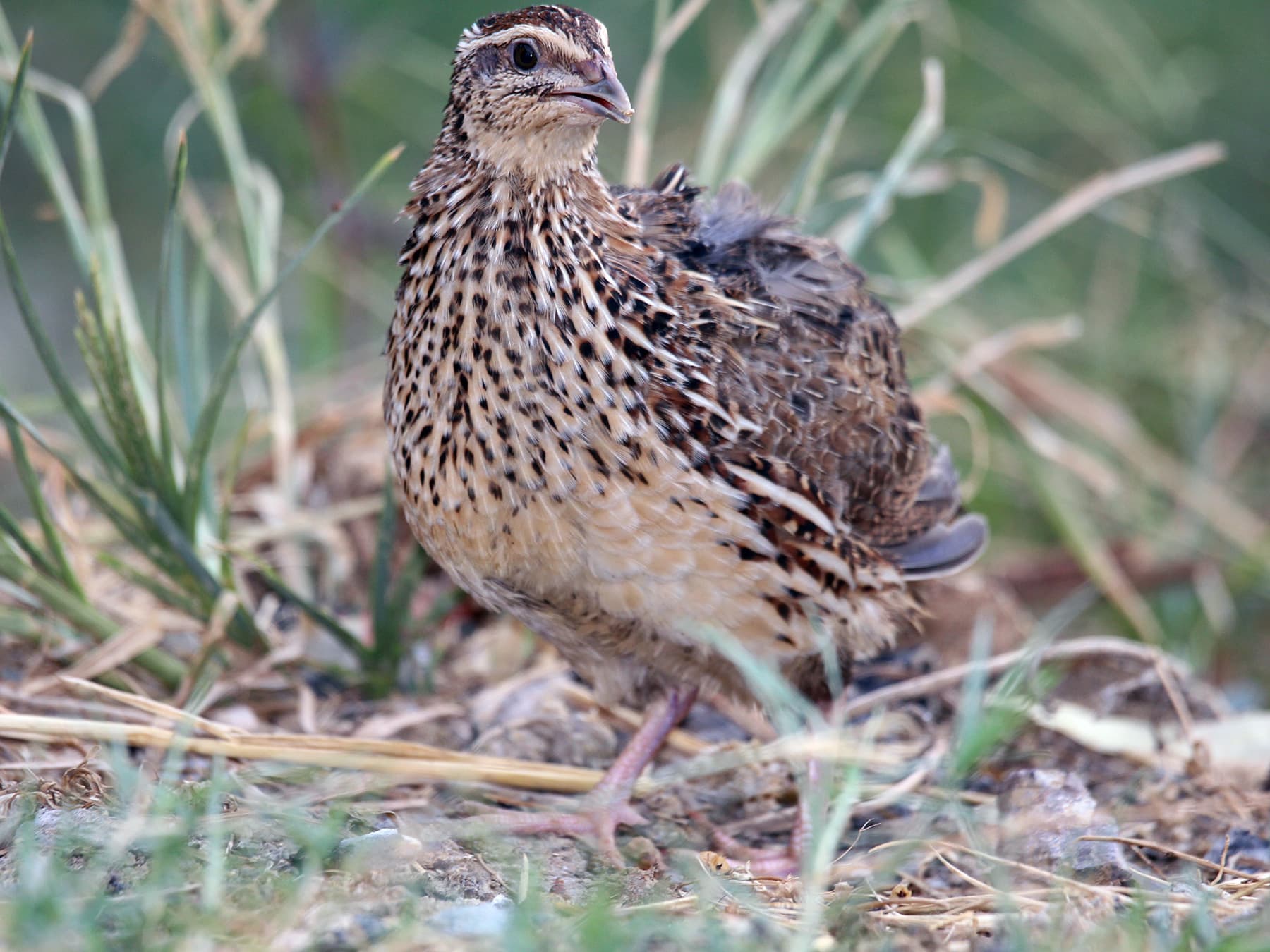 Quail in natural habitat