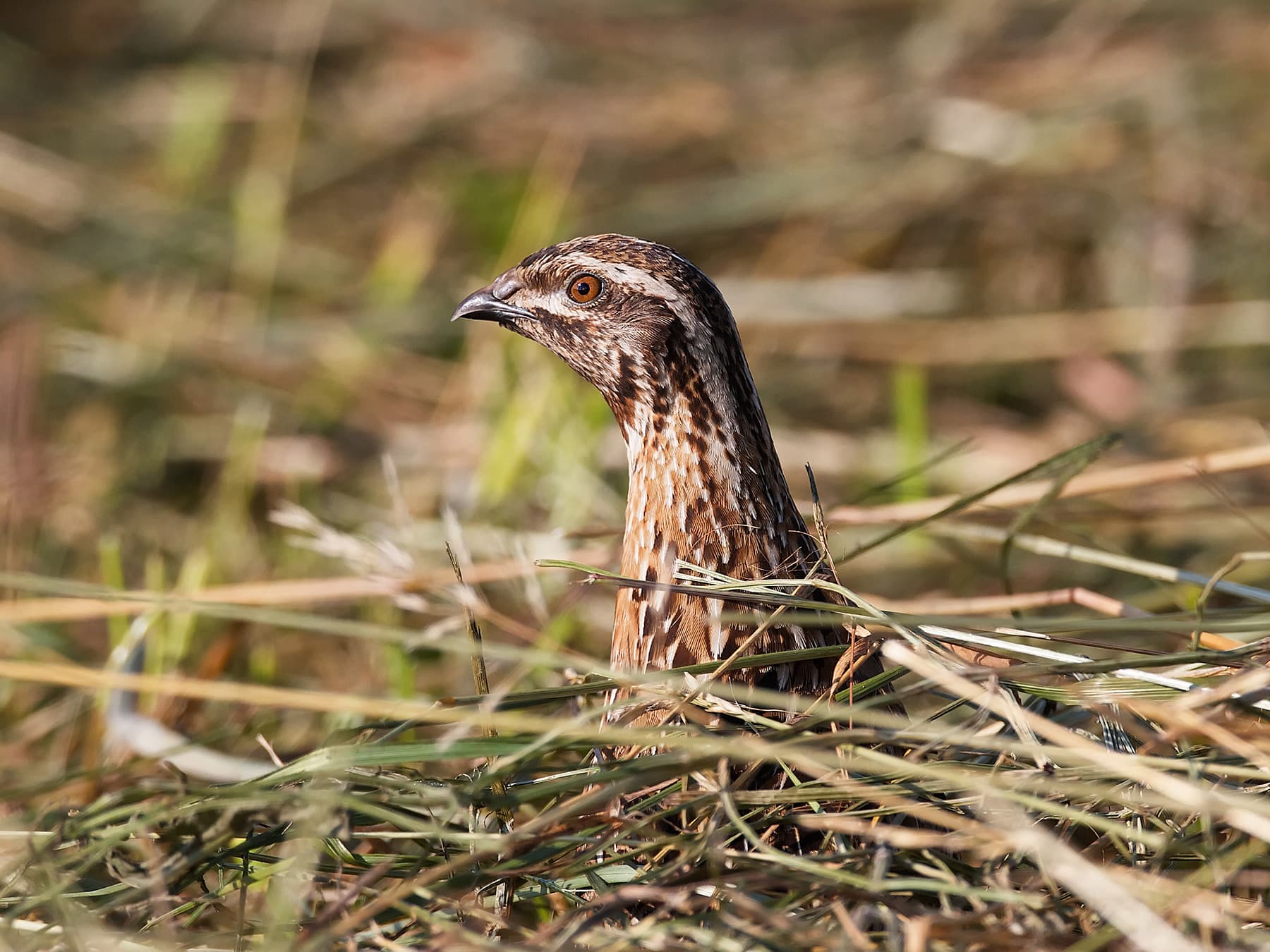 Quail hiding in the undergrowth