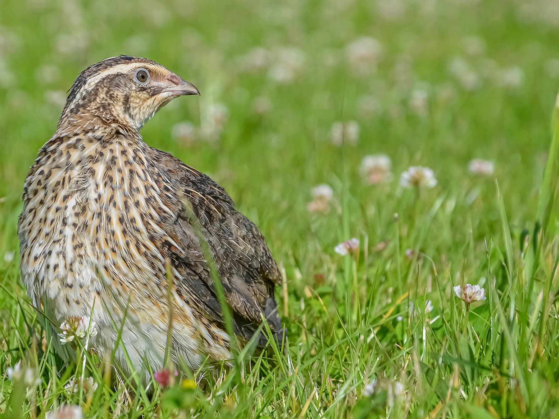 Quail in natural habitat