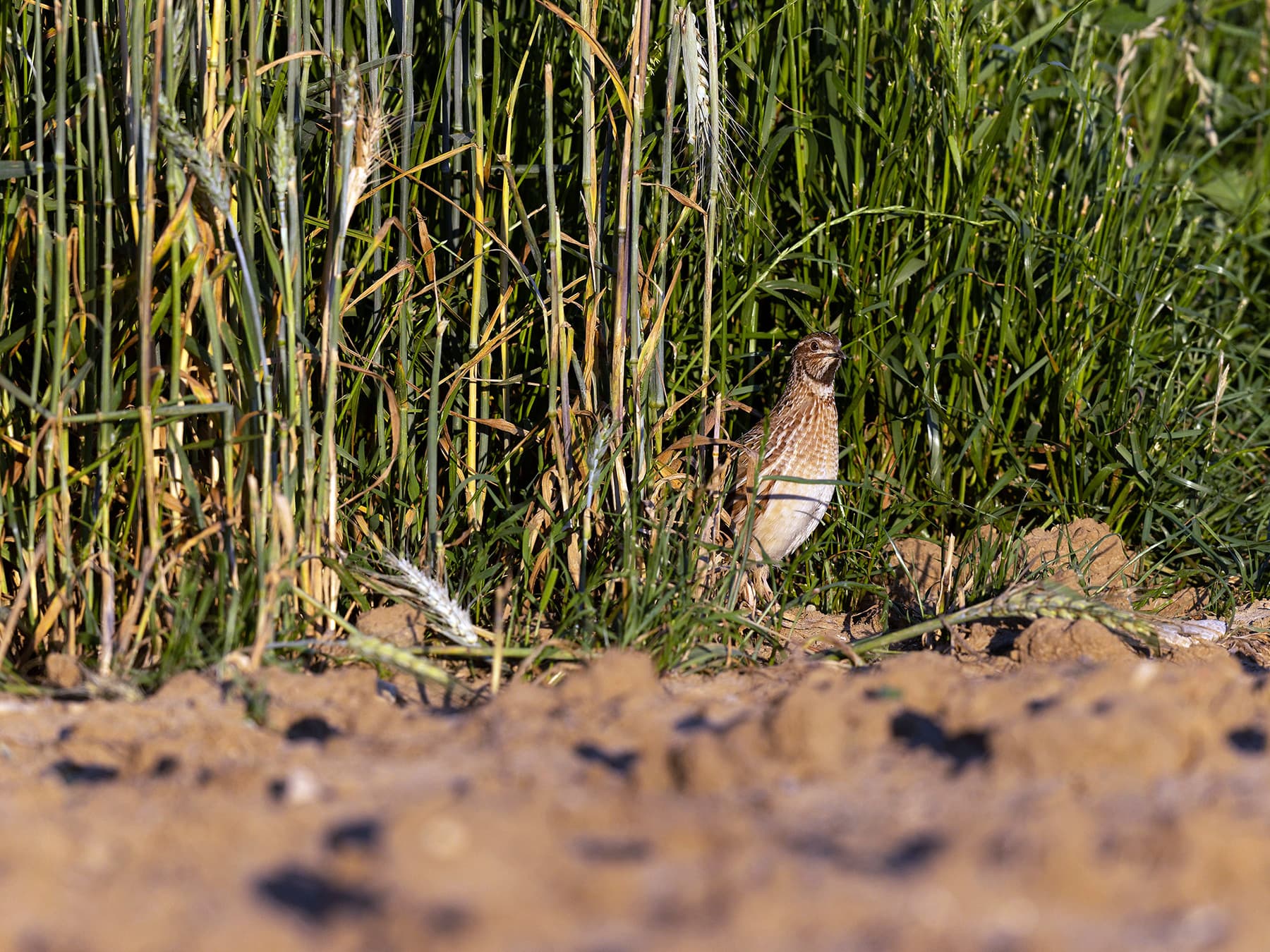 Quail at the edge of a crop field