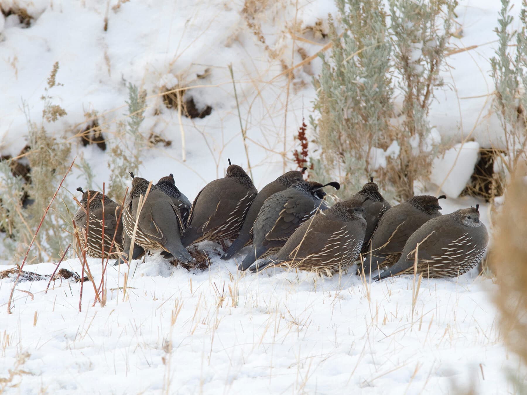 Quail in winter
